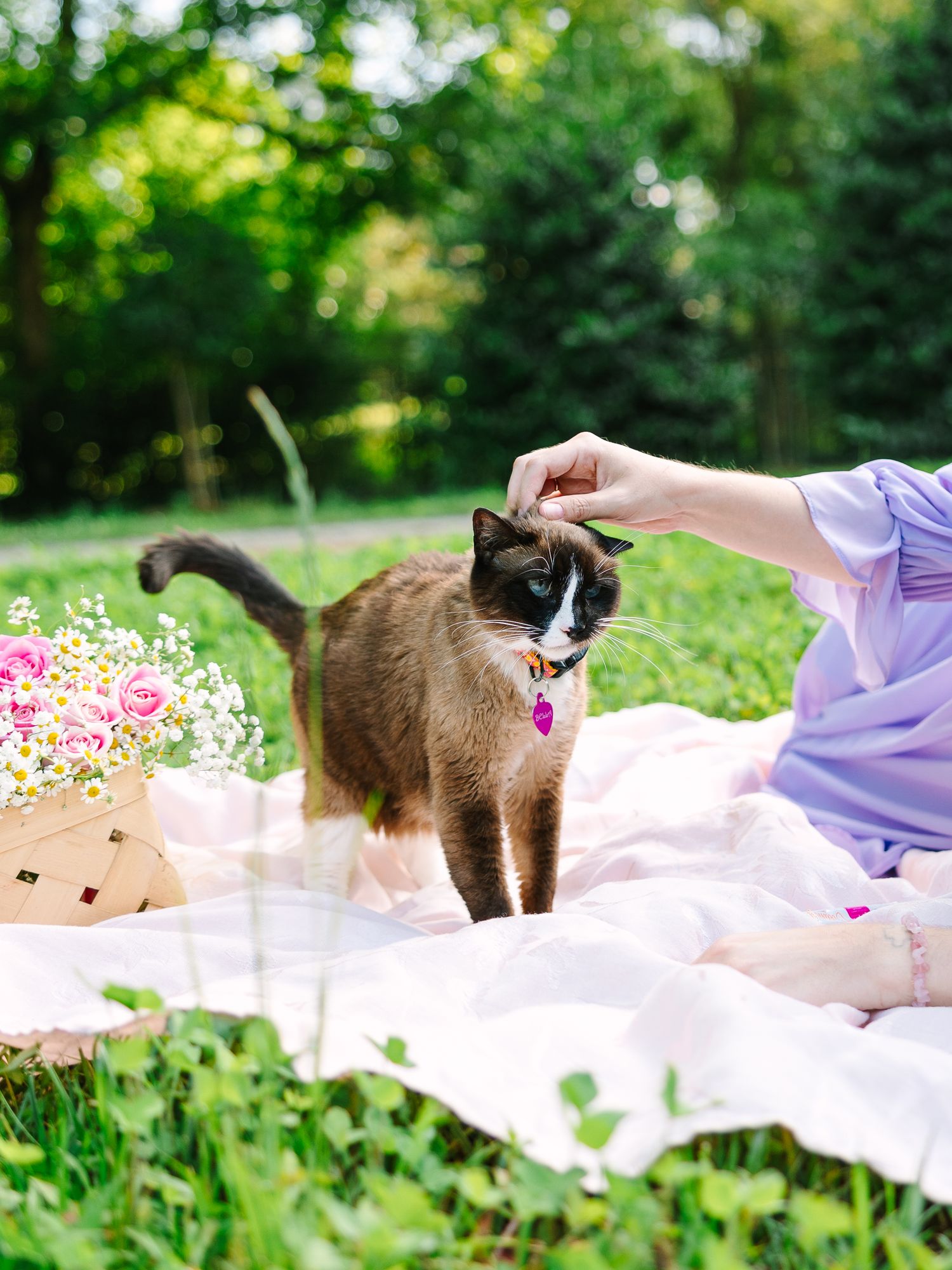 Cat lounges on white picnic blanket outdoors with flowers and snacks.