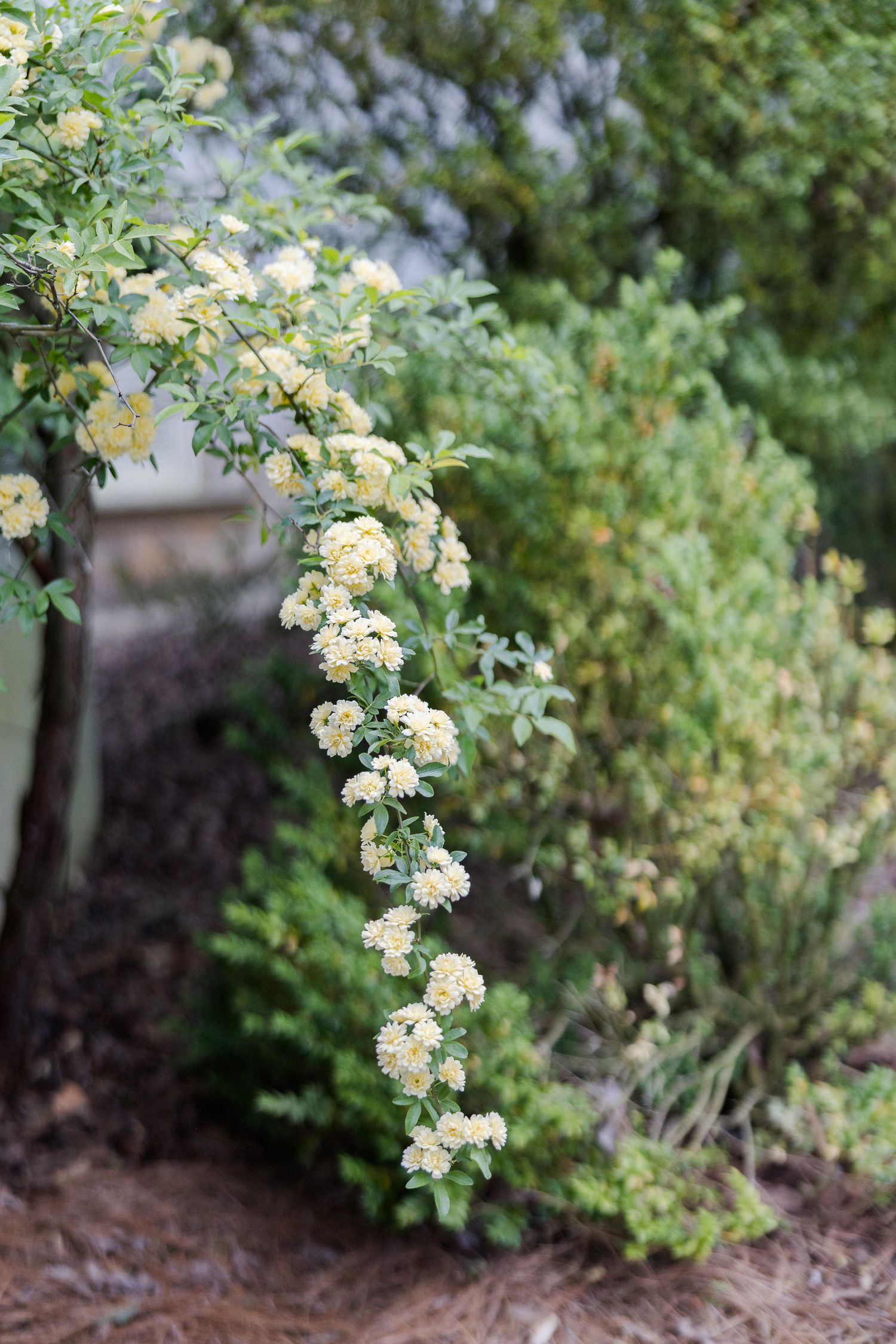 Arching branch of delicate yellow flowers cascading over lush green garden shrubs with pine needle mulch below.