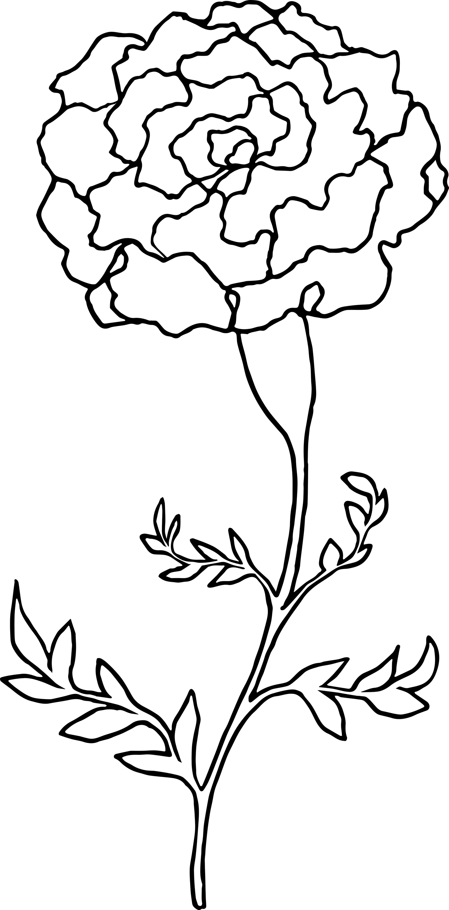 Simple line drawing illustration of carnation flowers with stems and leaves.
