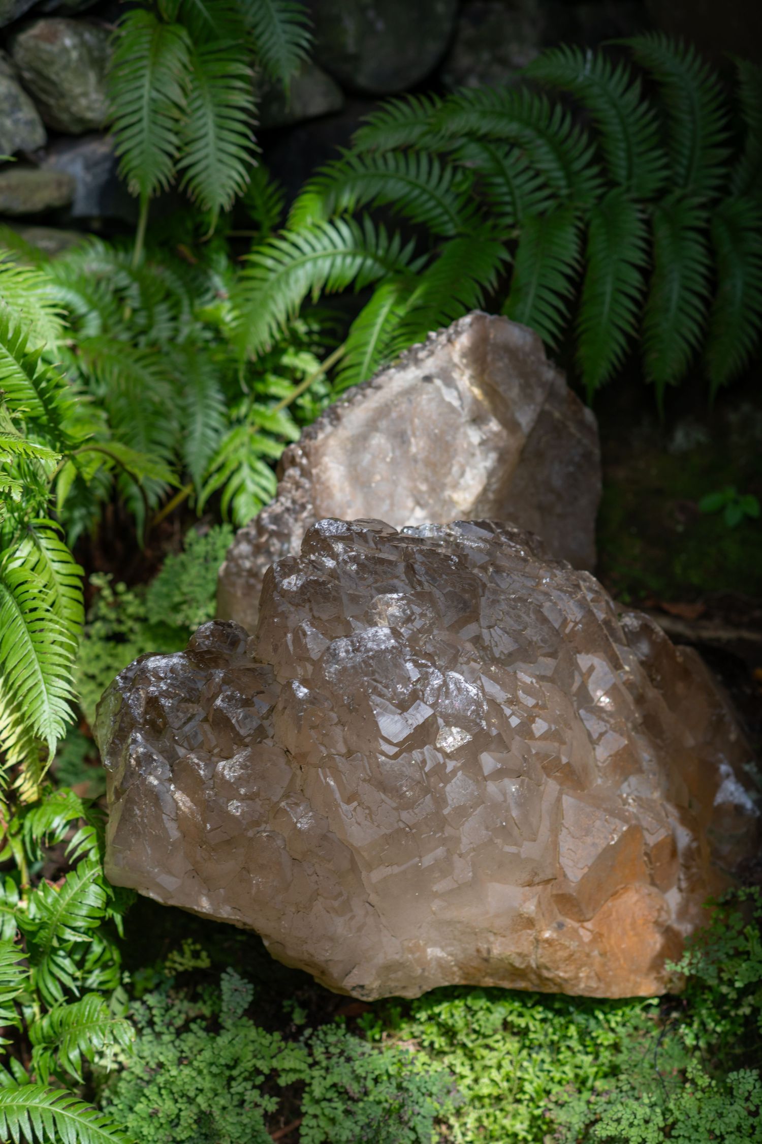 Large quartz crystal formations nestled among green ferns in a natural setting.