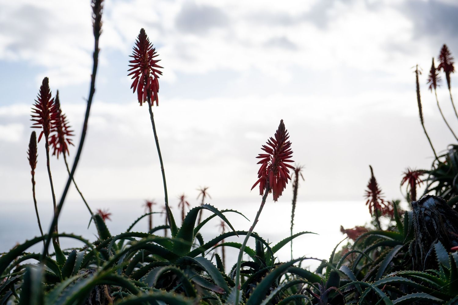 Red aloe vera plants silhouetted against cloudy sky during sunset.