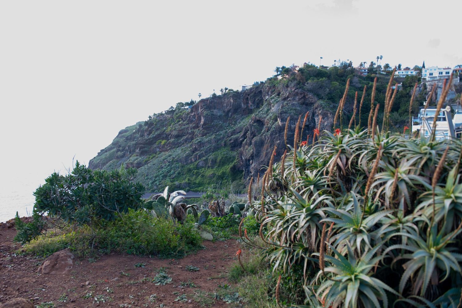 Coastal hillside path with tropical plants and flags overlooking the ocean.