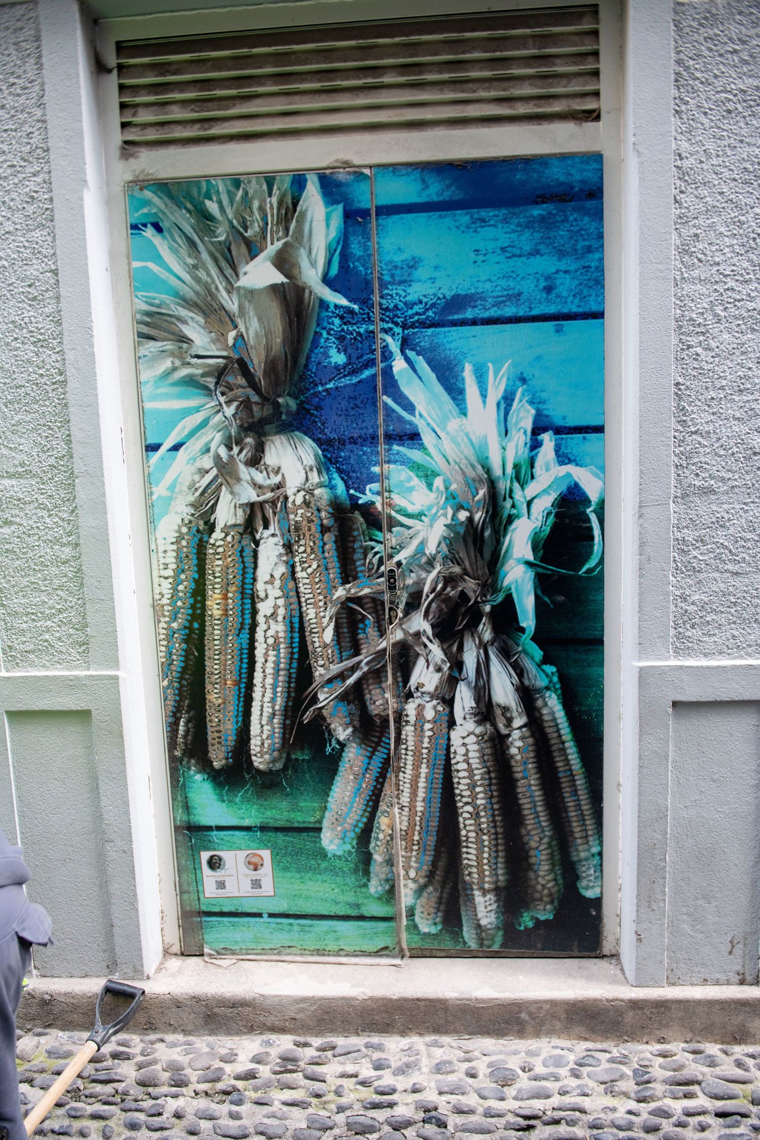 Display of dried corn cobs hanging in storefront window with turquoise background.