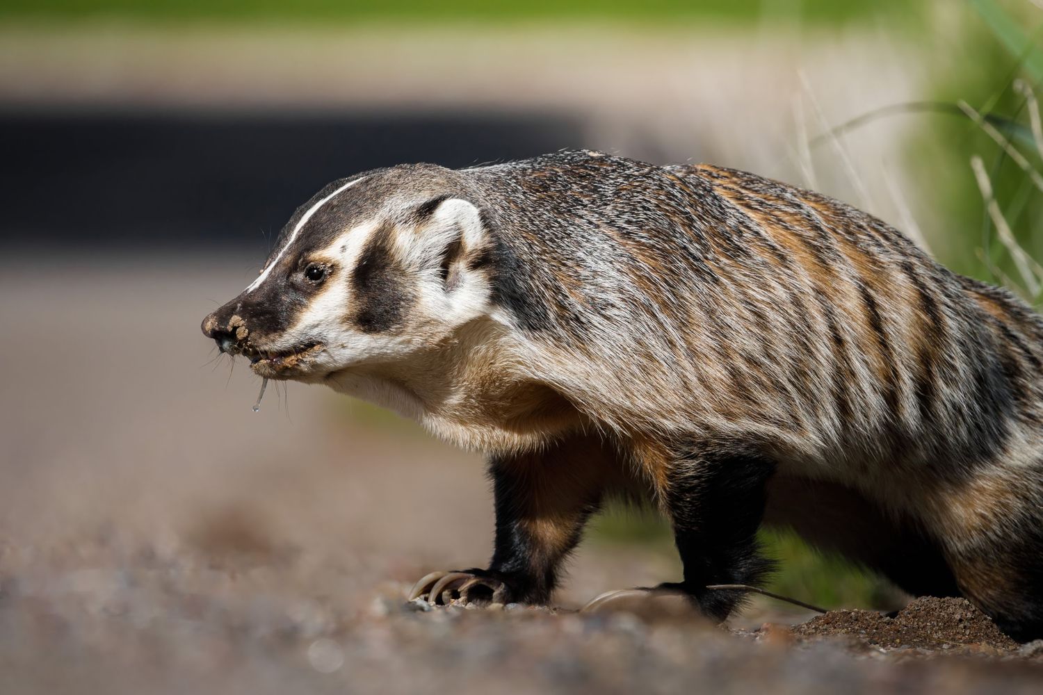 Badger crawling through grass in a natural environment.