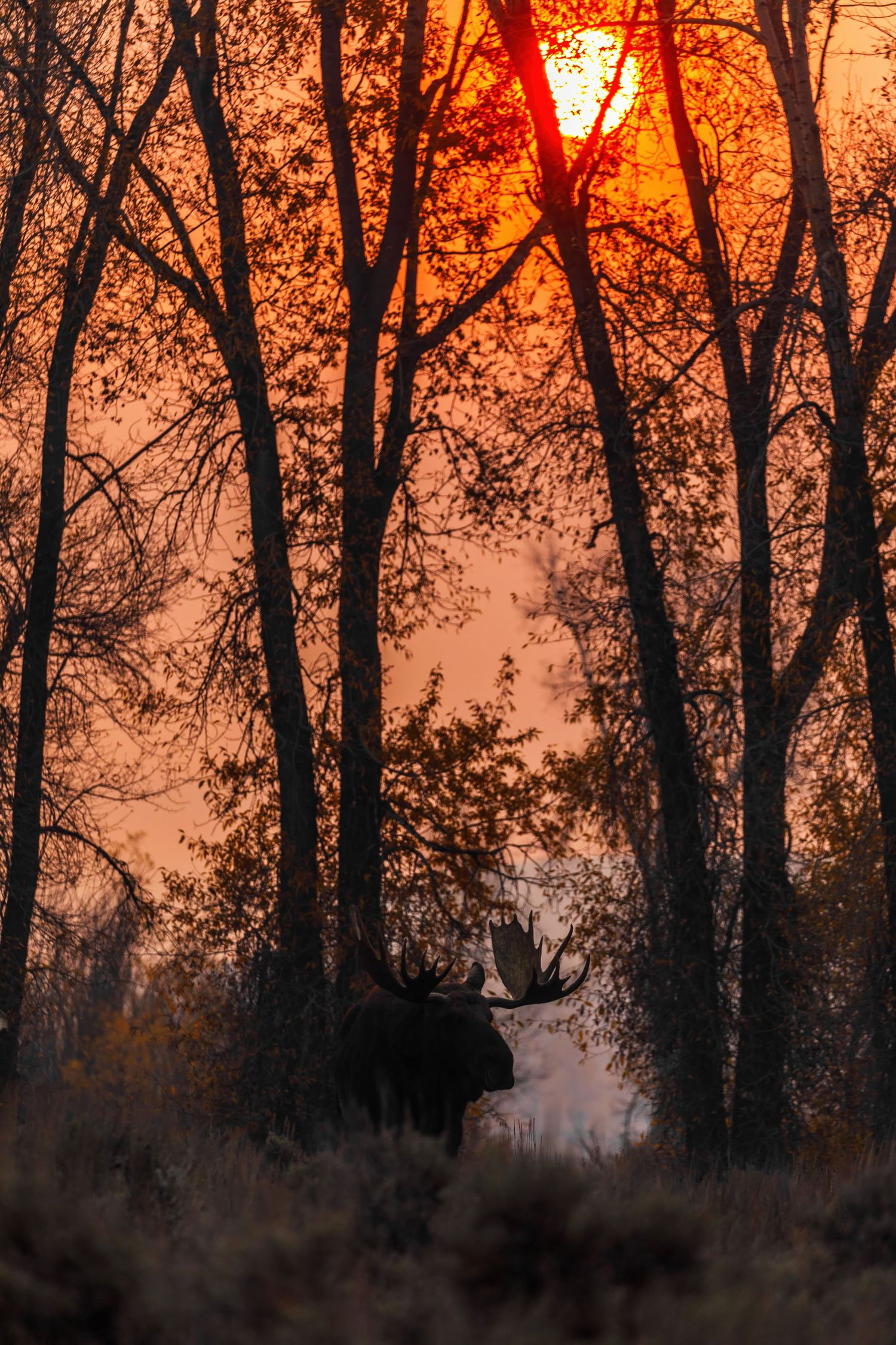 Dramatic sunset through bare trees creates a fiery orange sky in the wilderness.