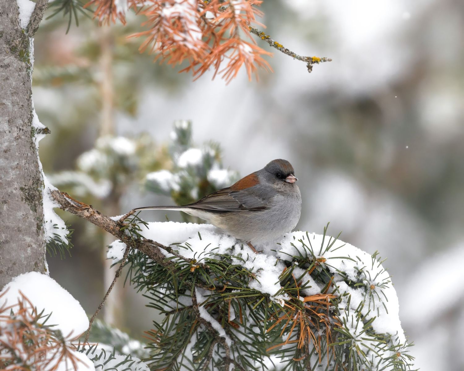 Small songbirds perch on snowy evergreen branches during winter.