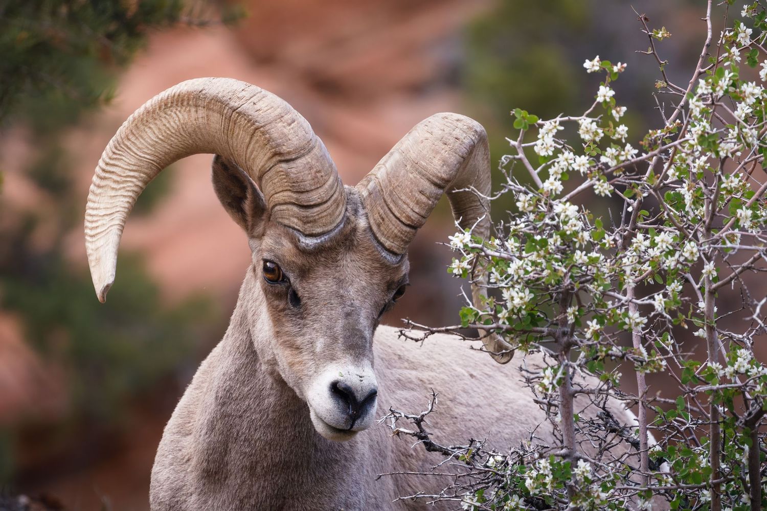 A bighorn sheep with curved horns stands among spring blossoms in a natural setting.
