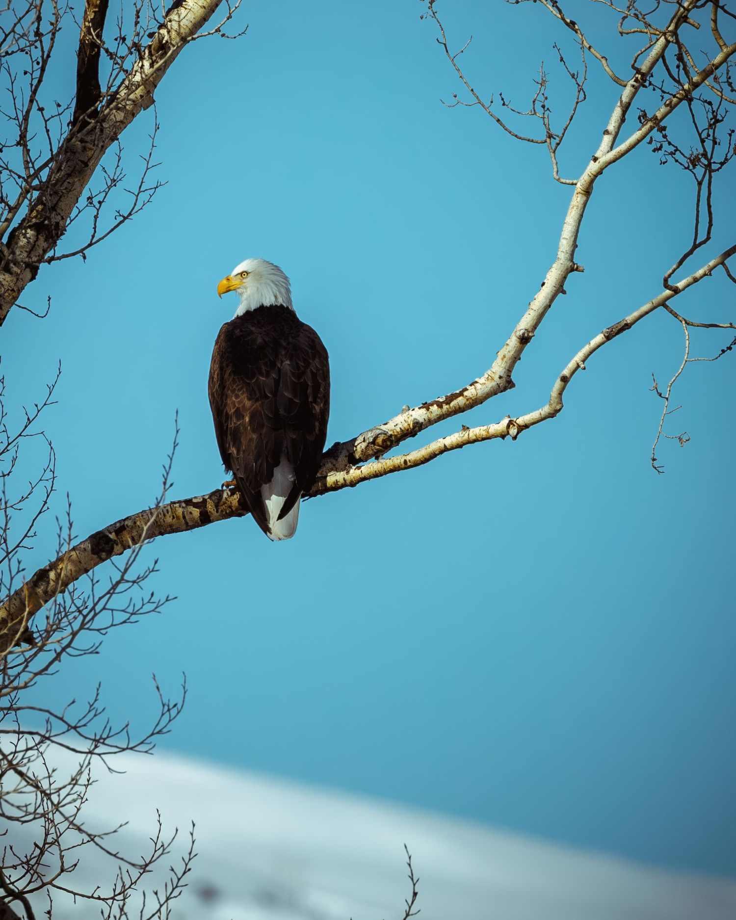 Majestic bald eagle surveys surroundings from leafless tree branch.