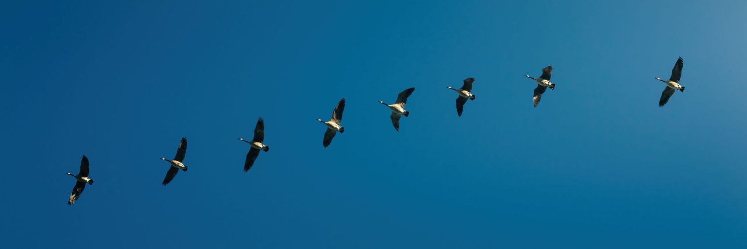 A line of birds flying in perfect formation against a deep blue sky.