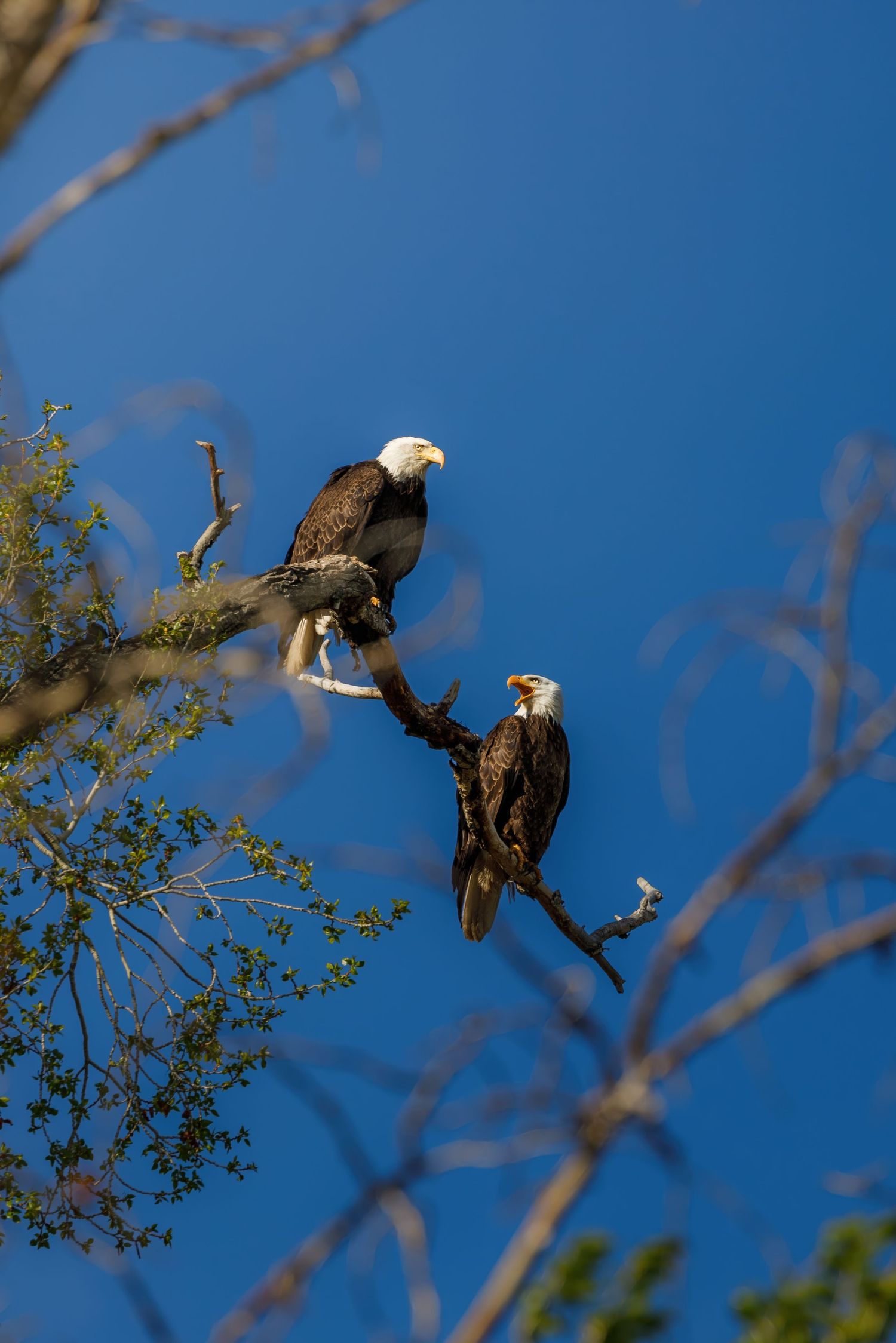 Bald eagles perched on tree branches against bright blue sky.