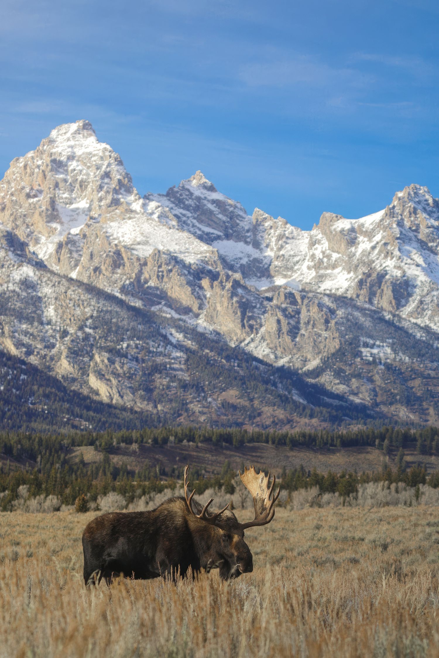 Bull moose grazing in sagebrush prairie beneath Grand Teton mountain peaks.
