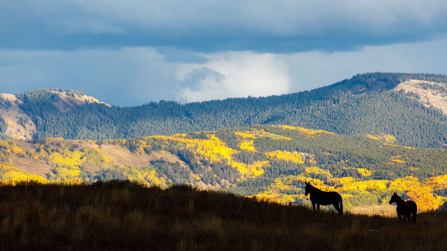 Panoramic mountain landscape with golden aspen trees and evergreen forests stretching across rolling hills at sunset.