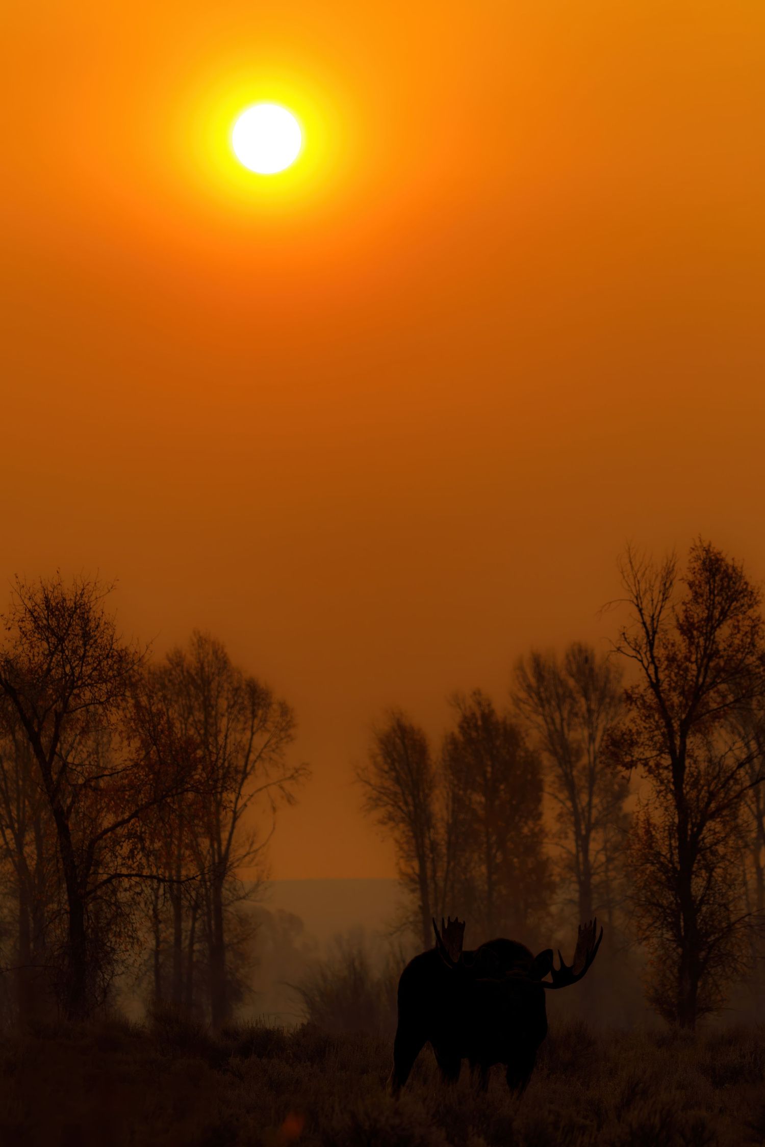 Silhouette of trees against a vibrant orange sunset sky with a bright sun.