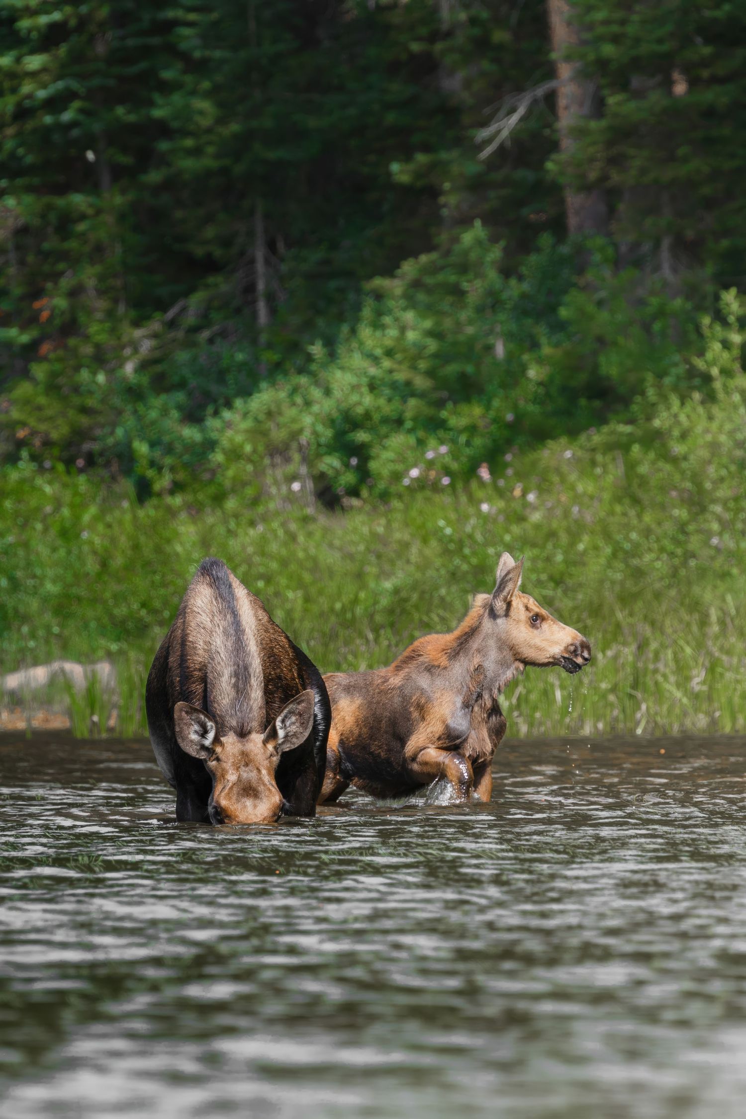 A moose and calf wade through a lake with green forest in the background.
