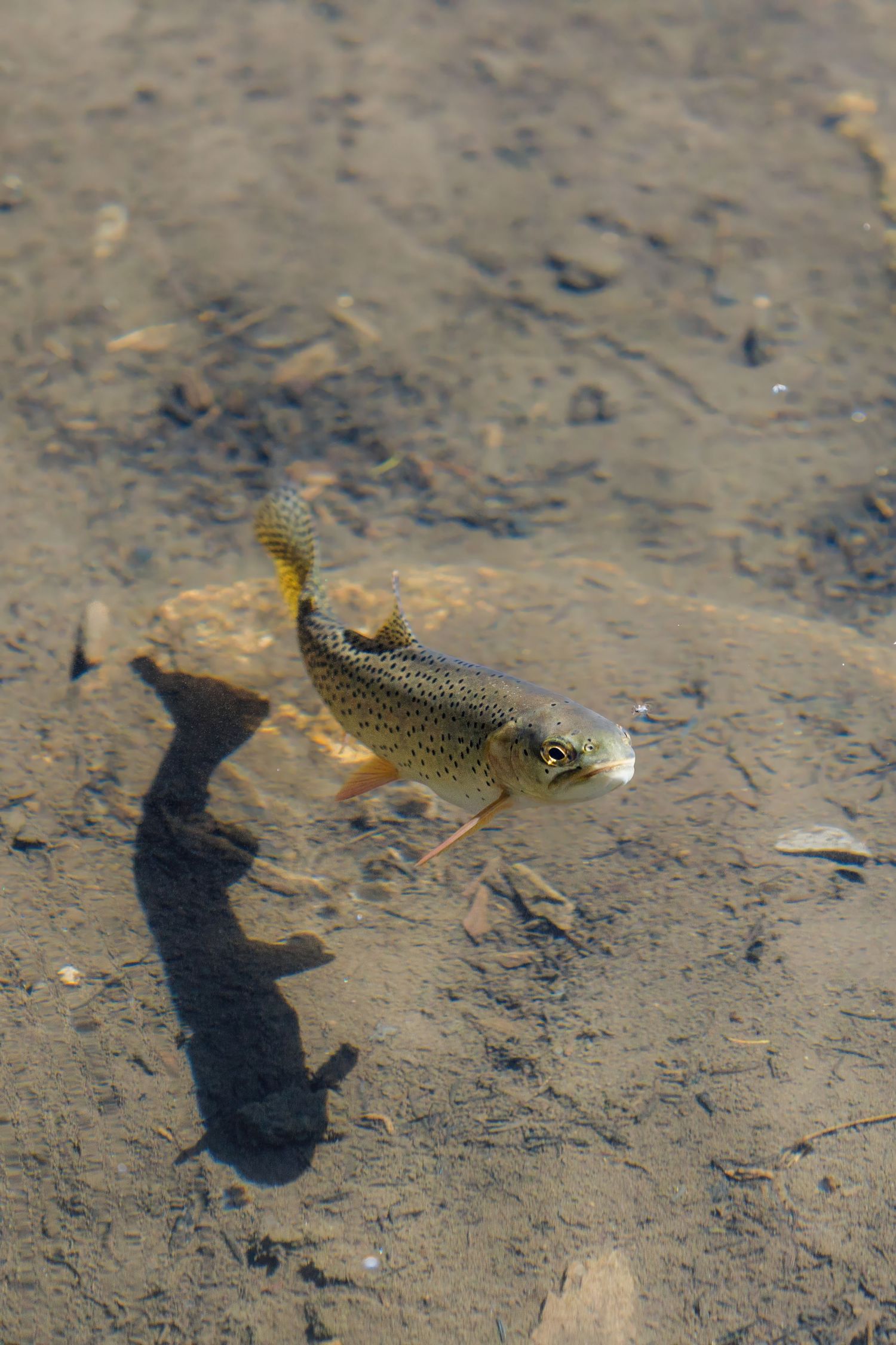A small fish swimming close to the sandy bottom of shallow water.