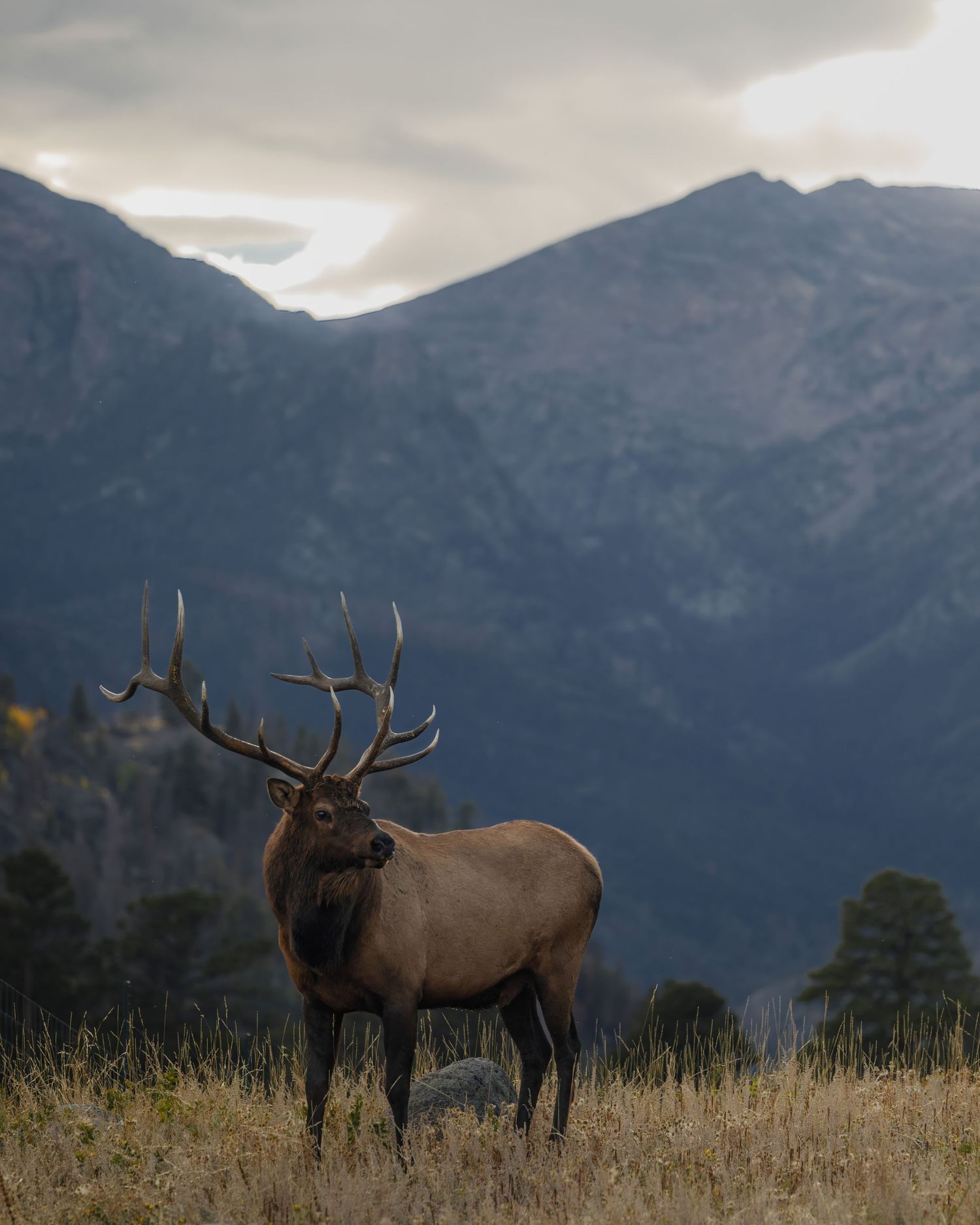 Lone elk with branching antlers stands in grassland against dramatic mountain backdrop.