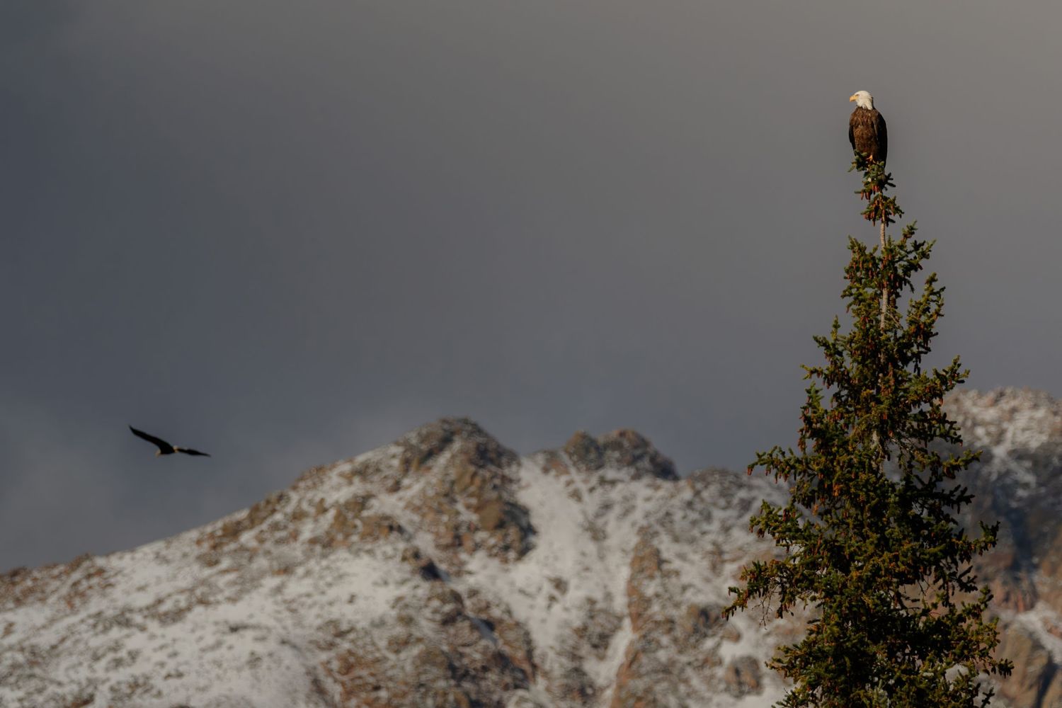 Eagles perched on utility poles with snow-capped mountains in the background.