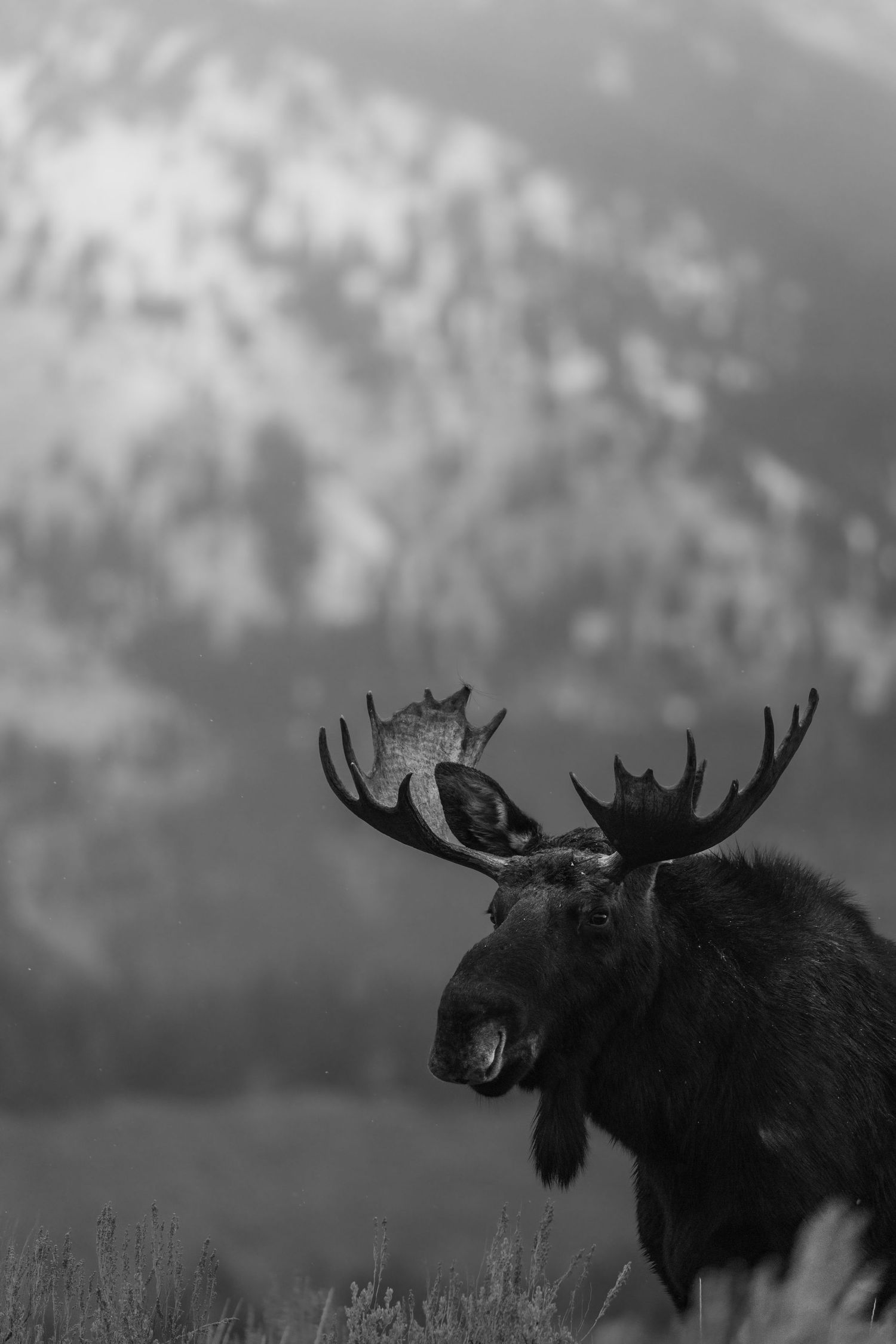 Black and white portrait of bull moose with dramatic mountain backdrop.