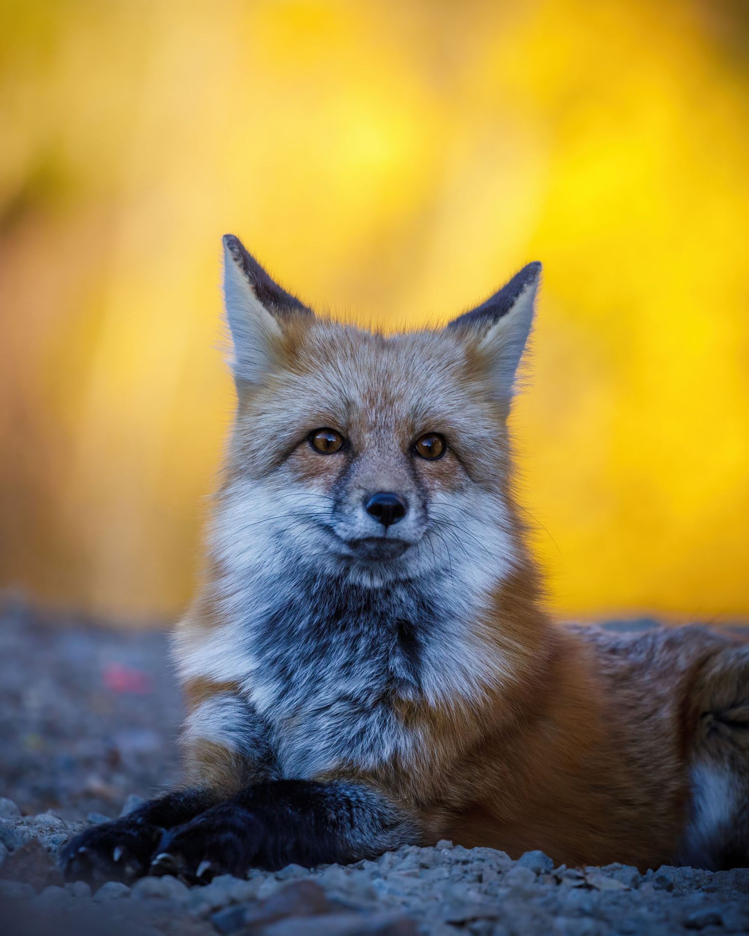 Alert red fox peers upward while resting on ground with golden foliage in background.