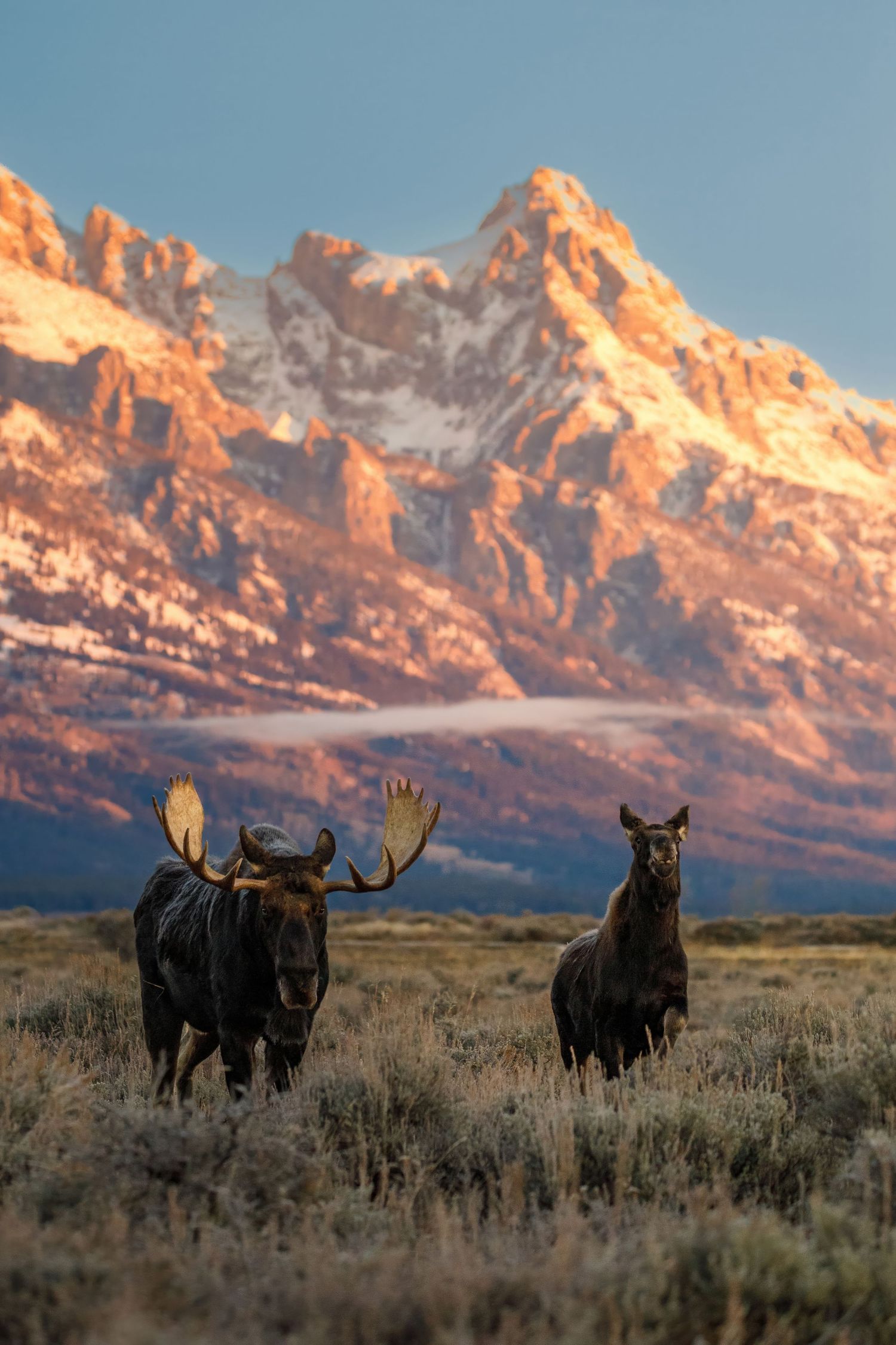 Moose herd silhouetted against the Grand Tetons at sunset.