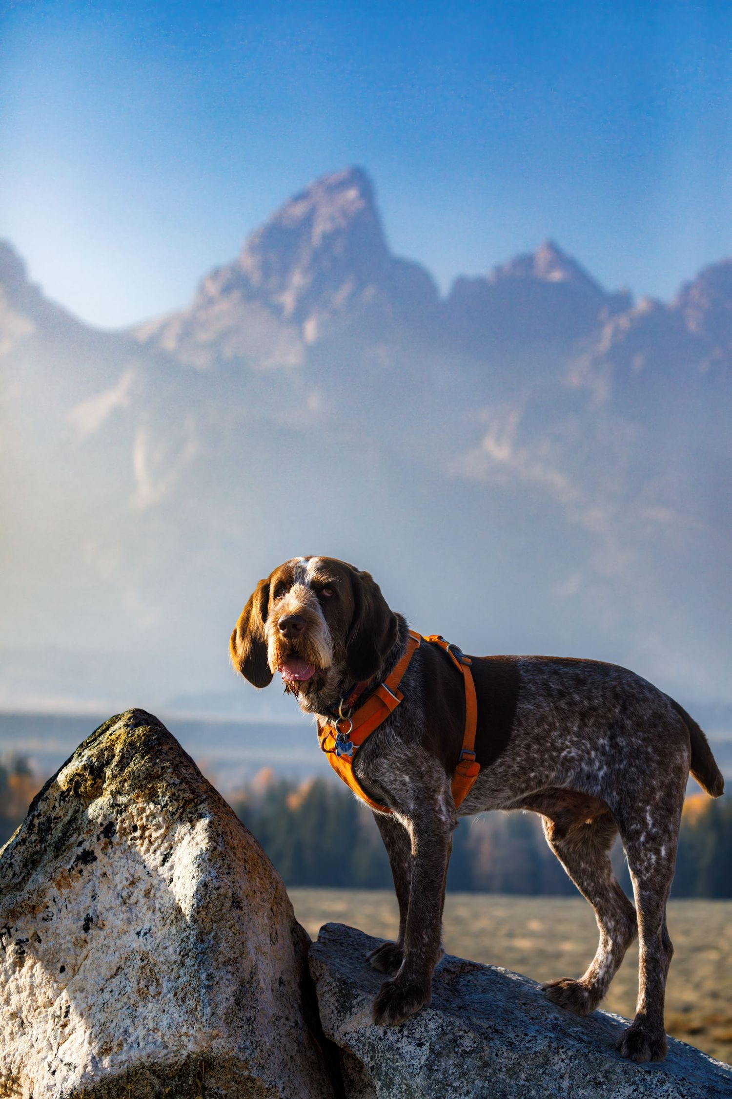 Hunting dog standing on rocky outcrop with Grand Teton mountains in background.
