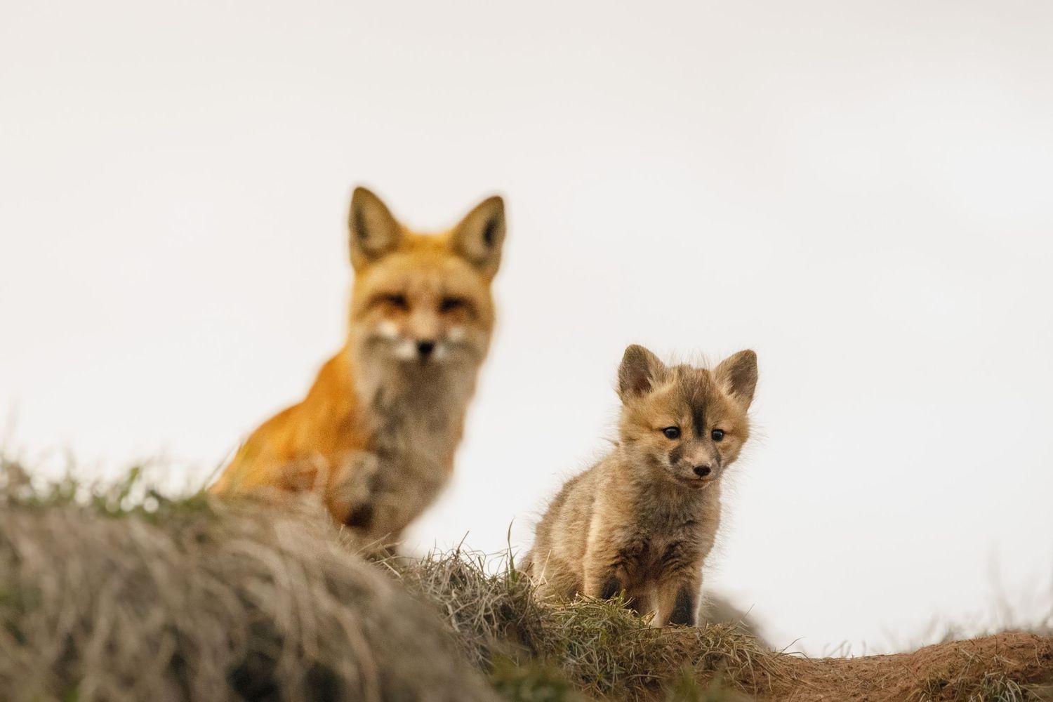 Fox family surveying their surroundings from a hilltop vantage point.