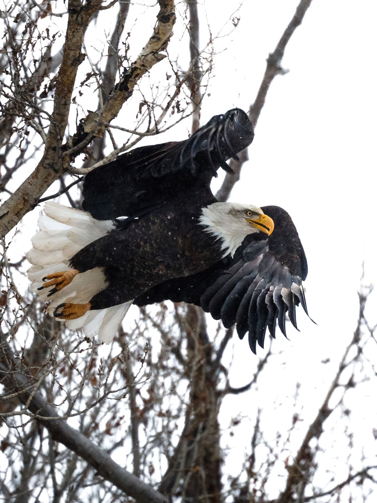Bald eagle with spread wings soars through snowy winter trees.
