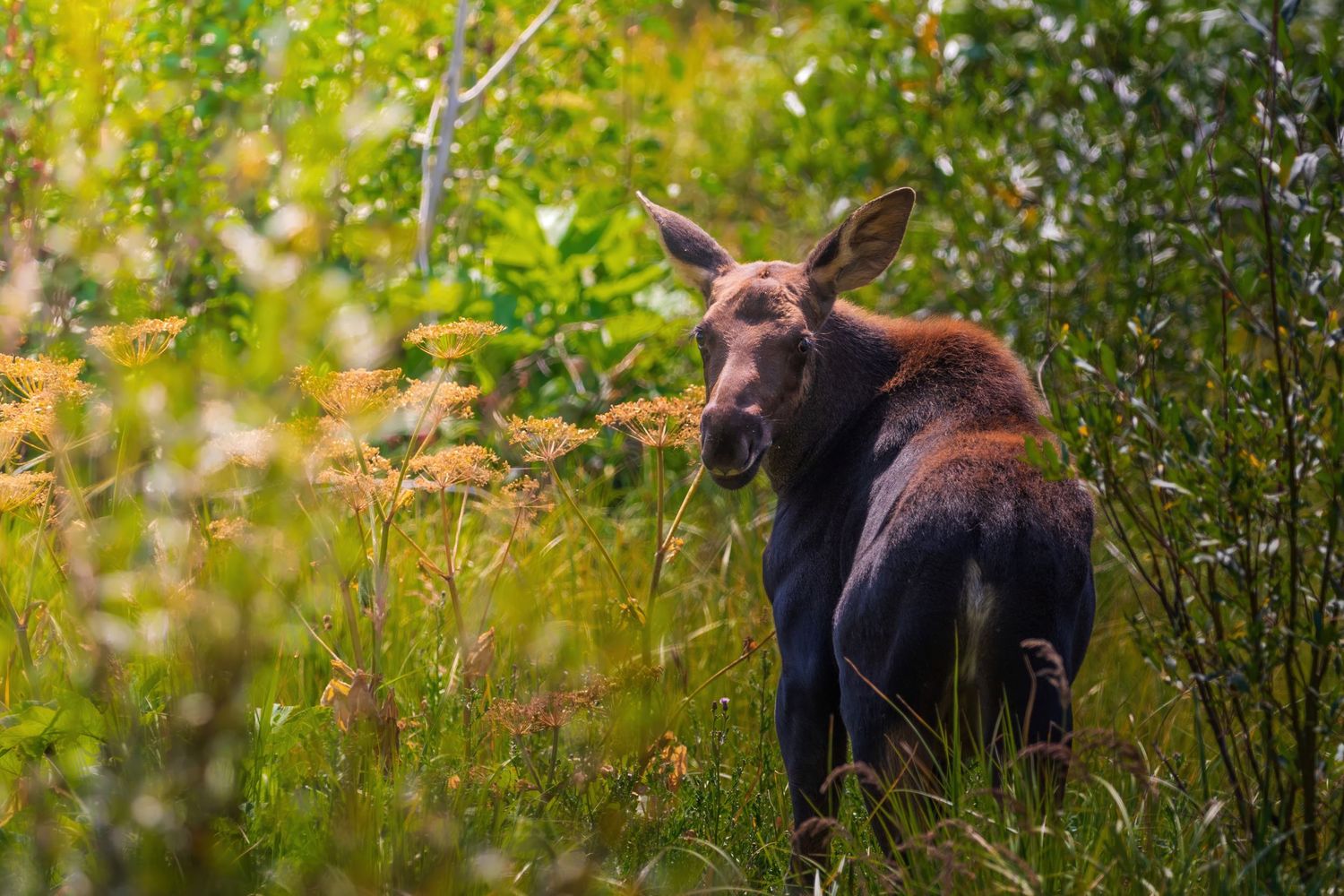 A large moose stands among lush green foliage in a summer forest setting.