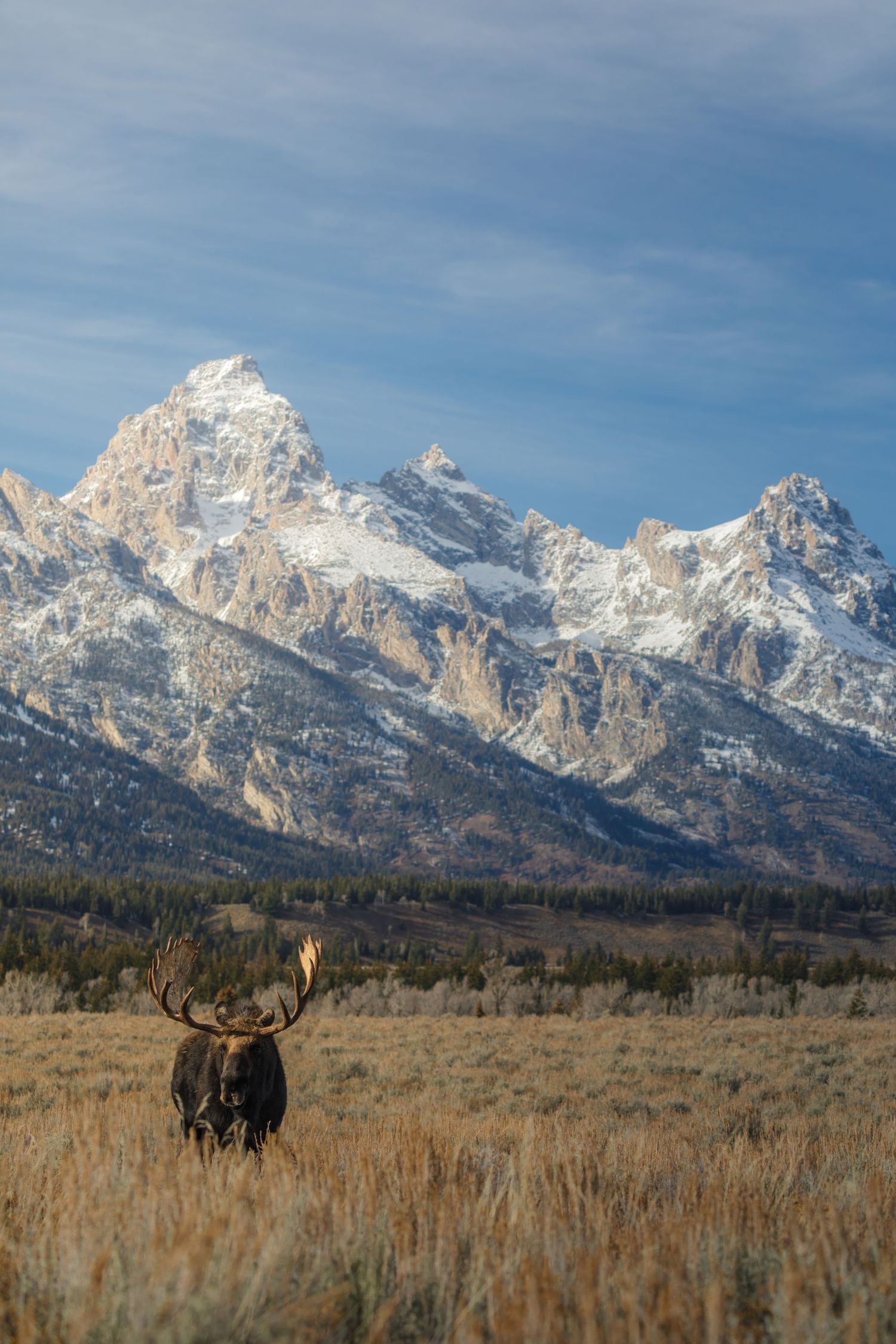 Majestic Teton mountain range towers over grassland where moose graze.