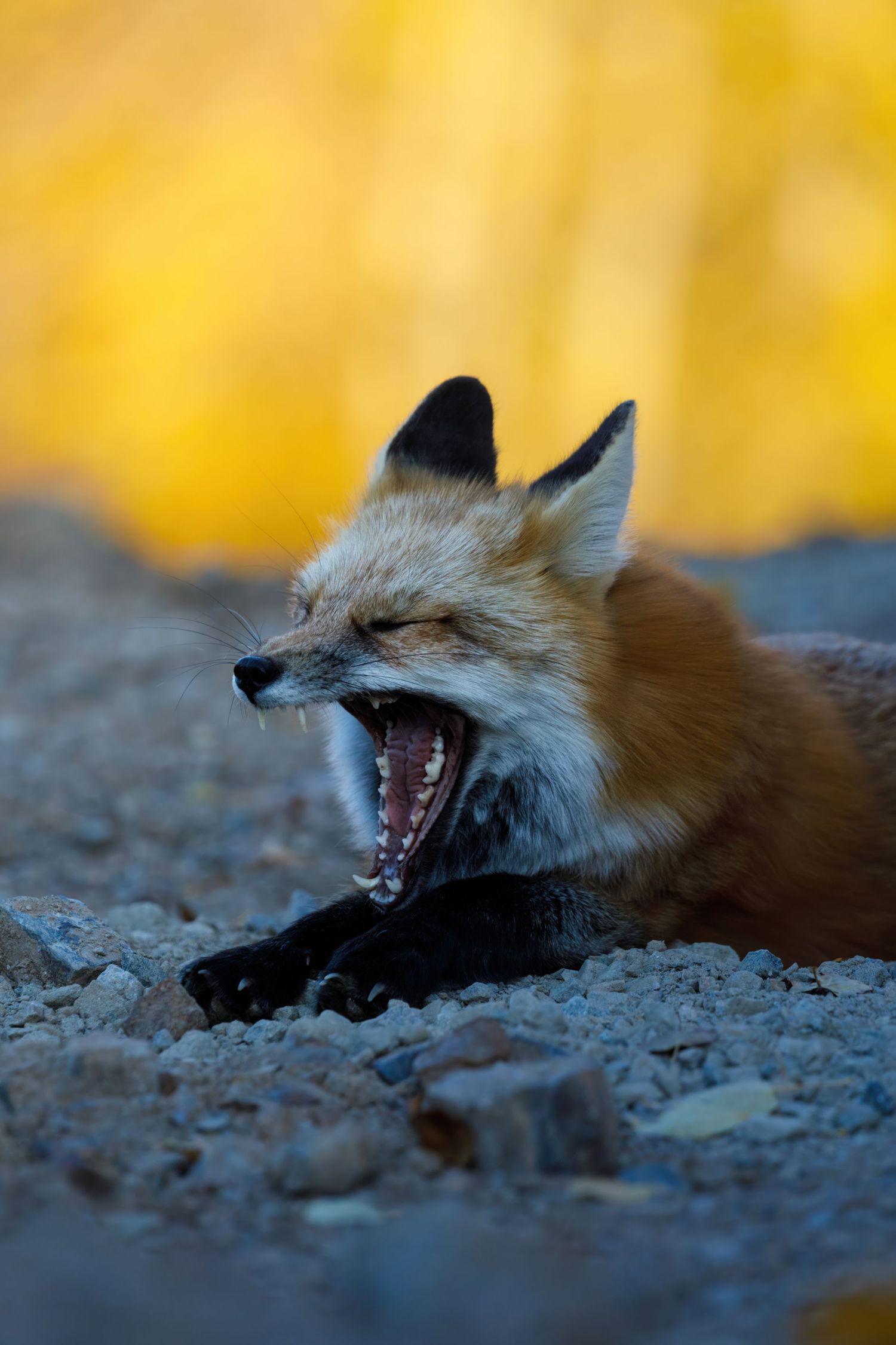 Red fox lying down yawns widely showing teeth against golden bokeh background.