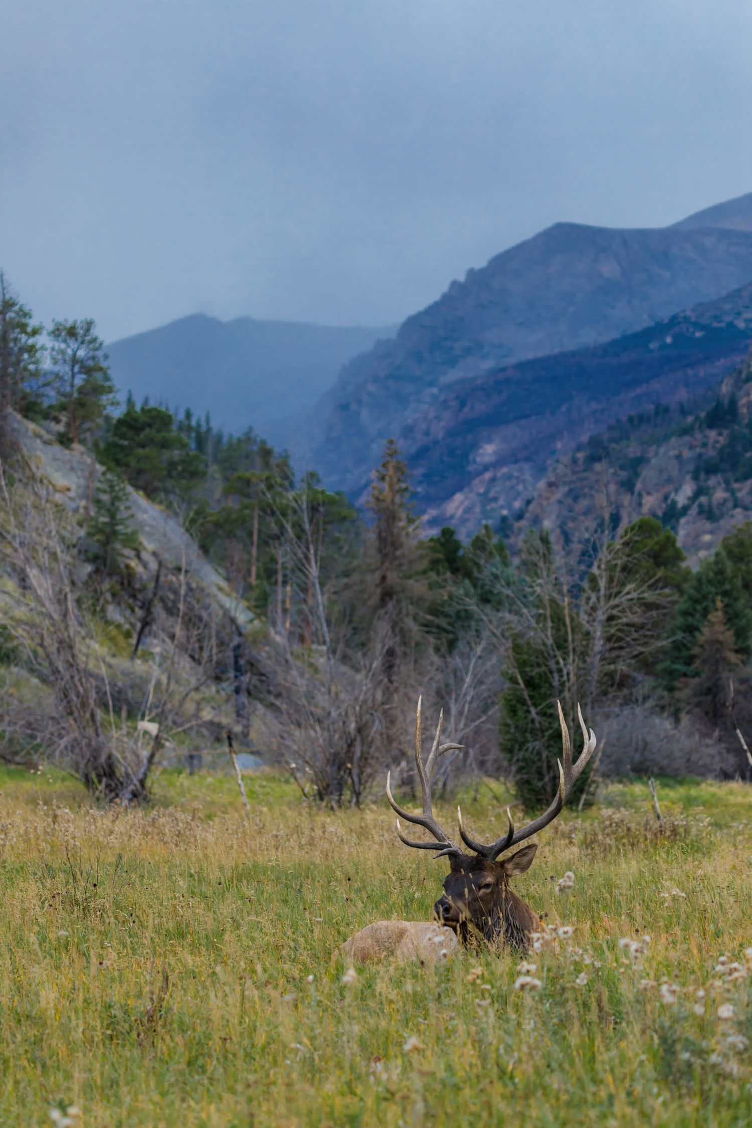 Resting bull elk in mountain meadow with dramatic rocky peaks in background.