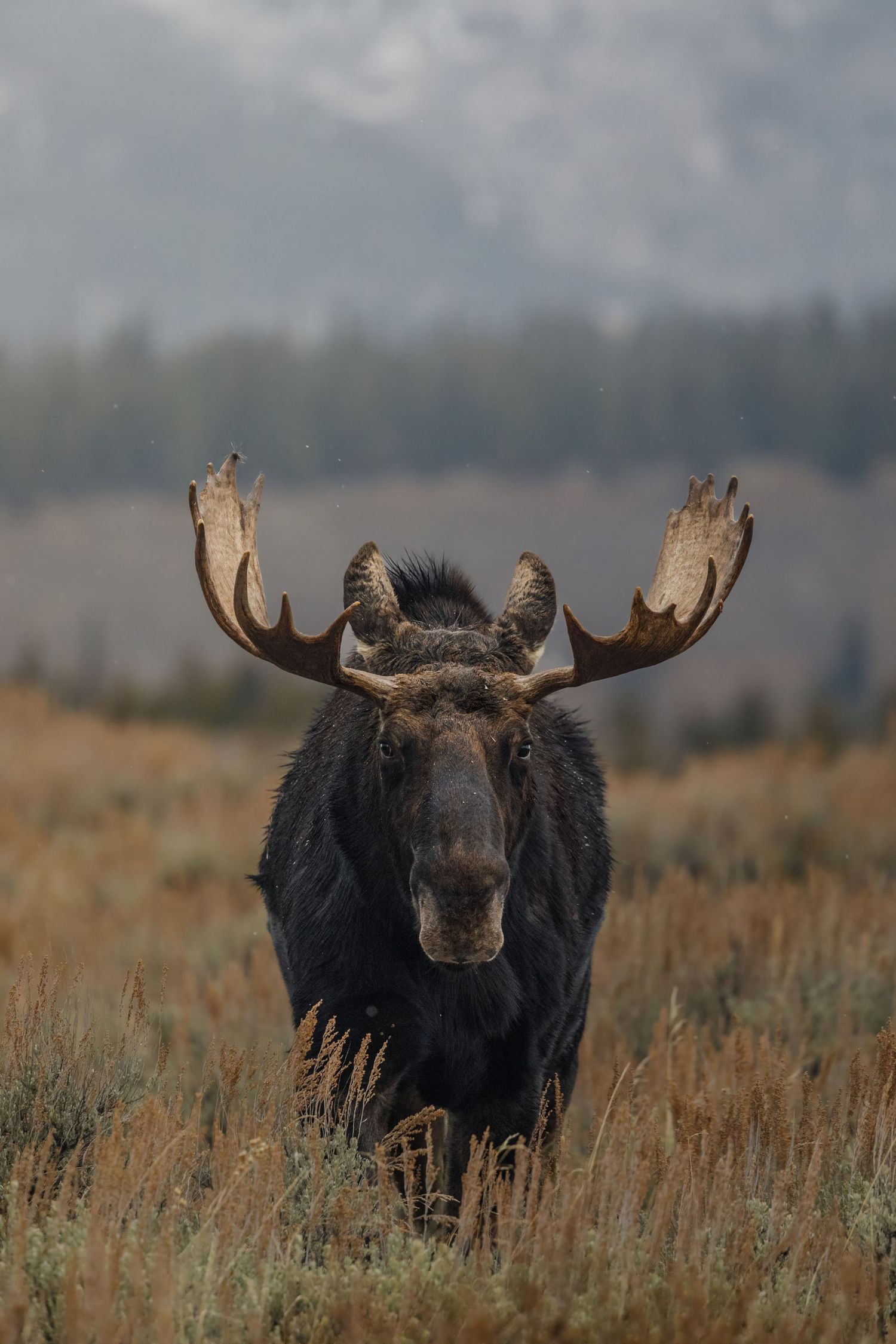 Three bull moose with large antlers standing in tall grass against mountain backdrop.