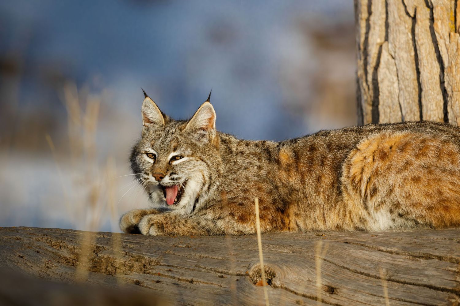 Bobcat stalking through snowy terrain with alert expression and pointed ears.