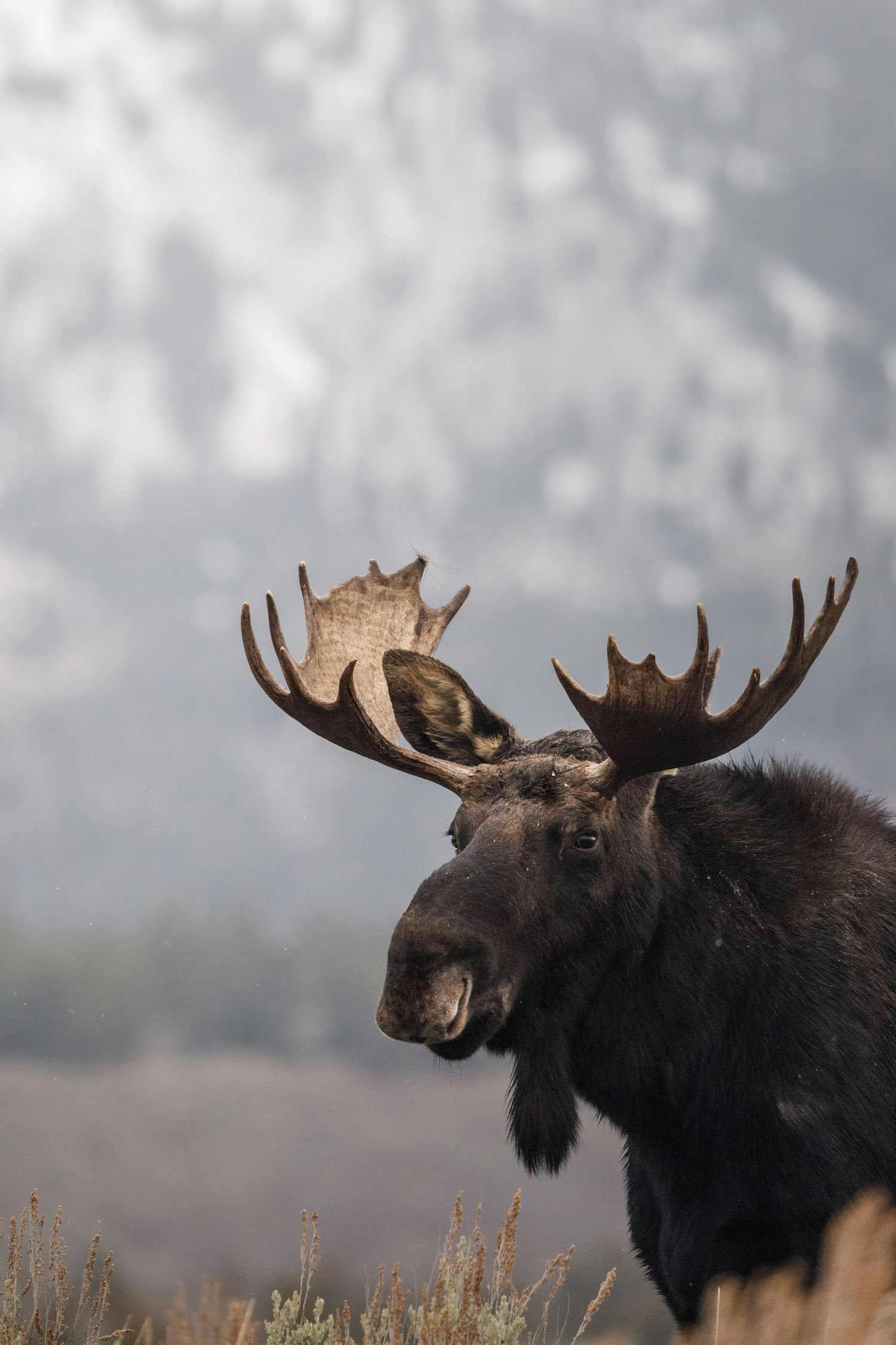 Close-up profile shots of bull moose with large antlers against snowy mountain backdrop.