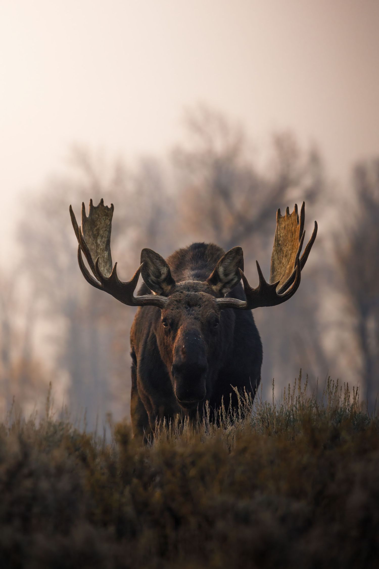 Silhouettes of bull moose with large antlers grazing in misty grassland at dusk.