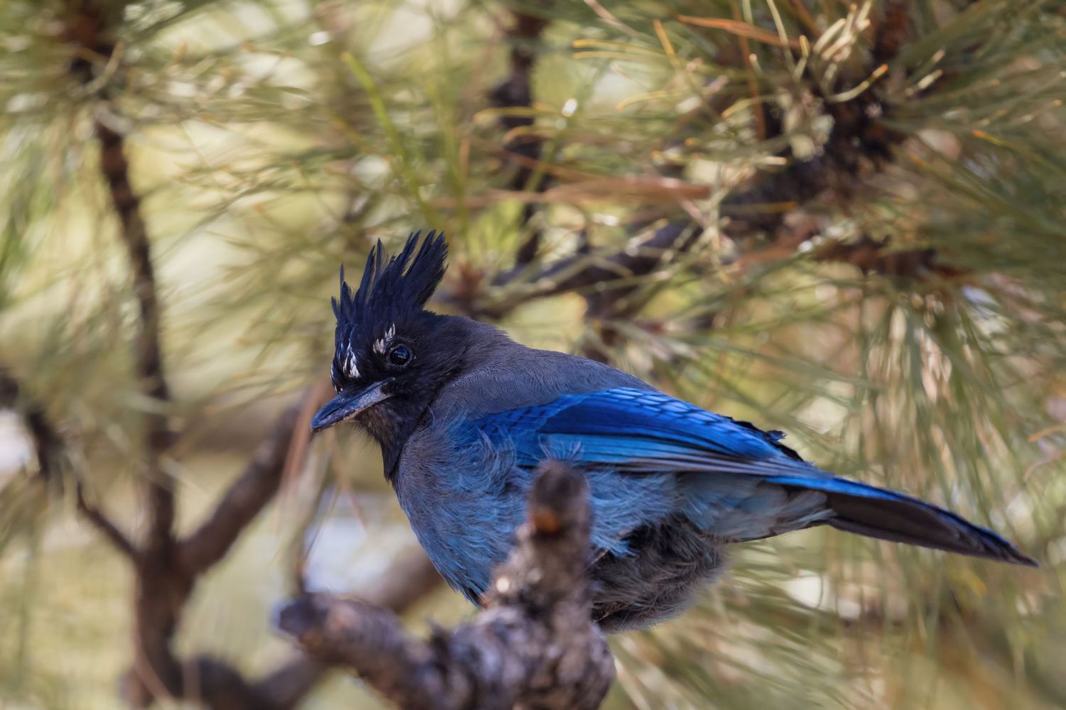 Blue jay spreads its wings while perched among pine needles.