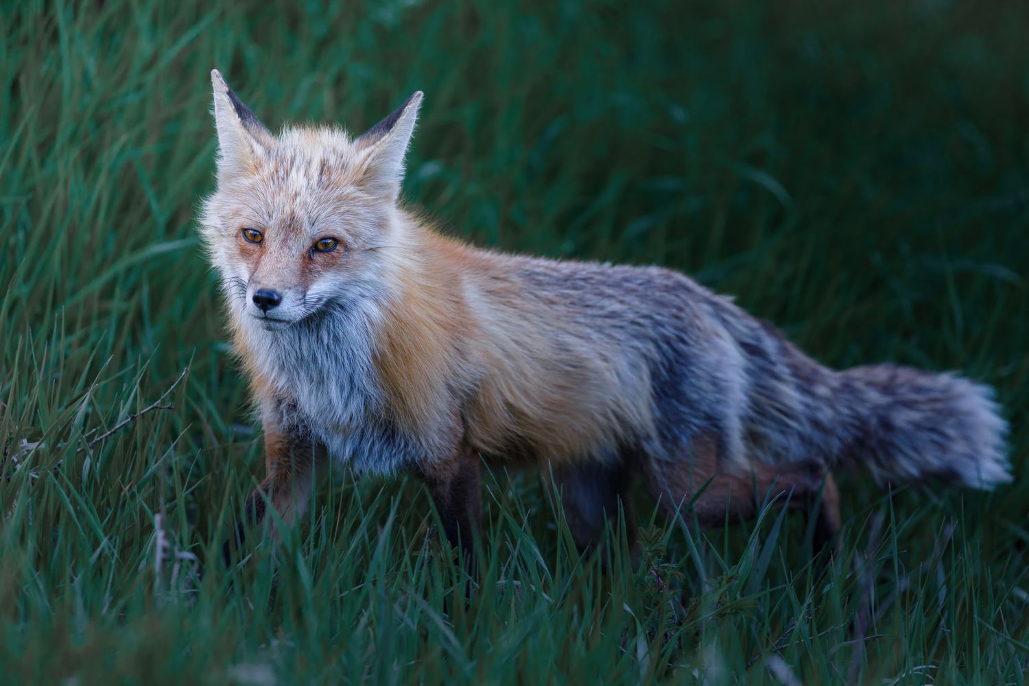 Red fox moving through tall grass in natural habitat.
