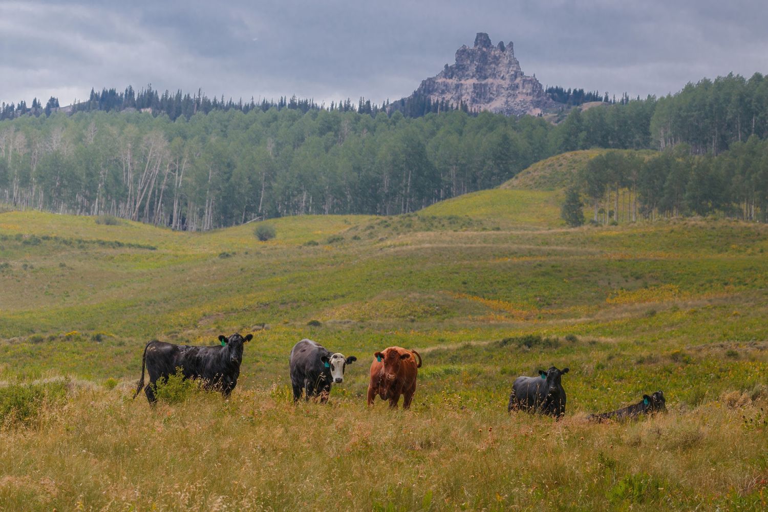 Distant view of cattle grazing on rolling hills with mountains in the background.