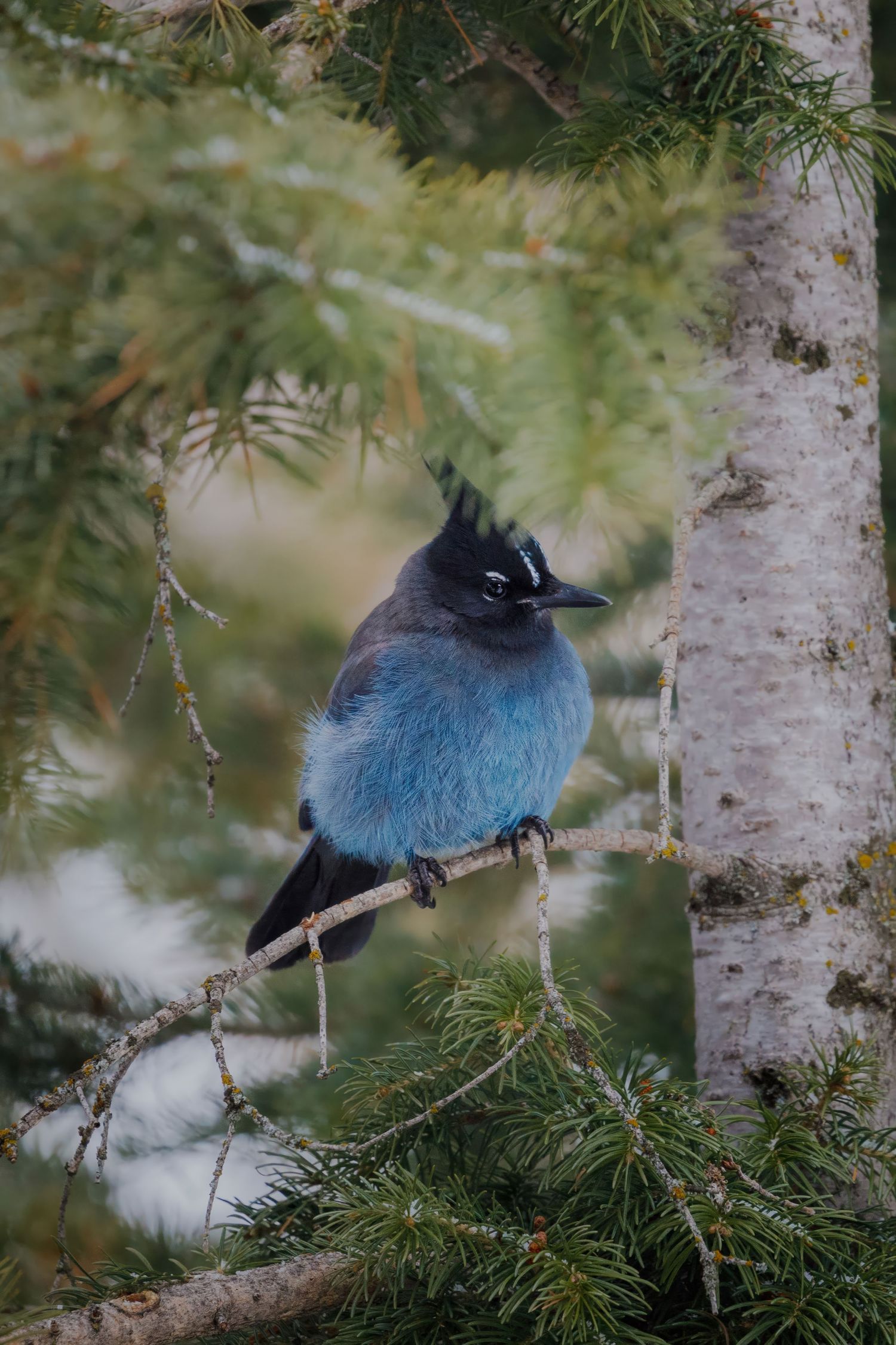 Steller's Jay sitting among pine needles on a birch tree branch.