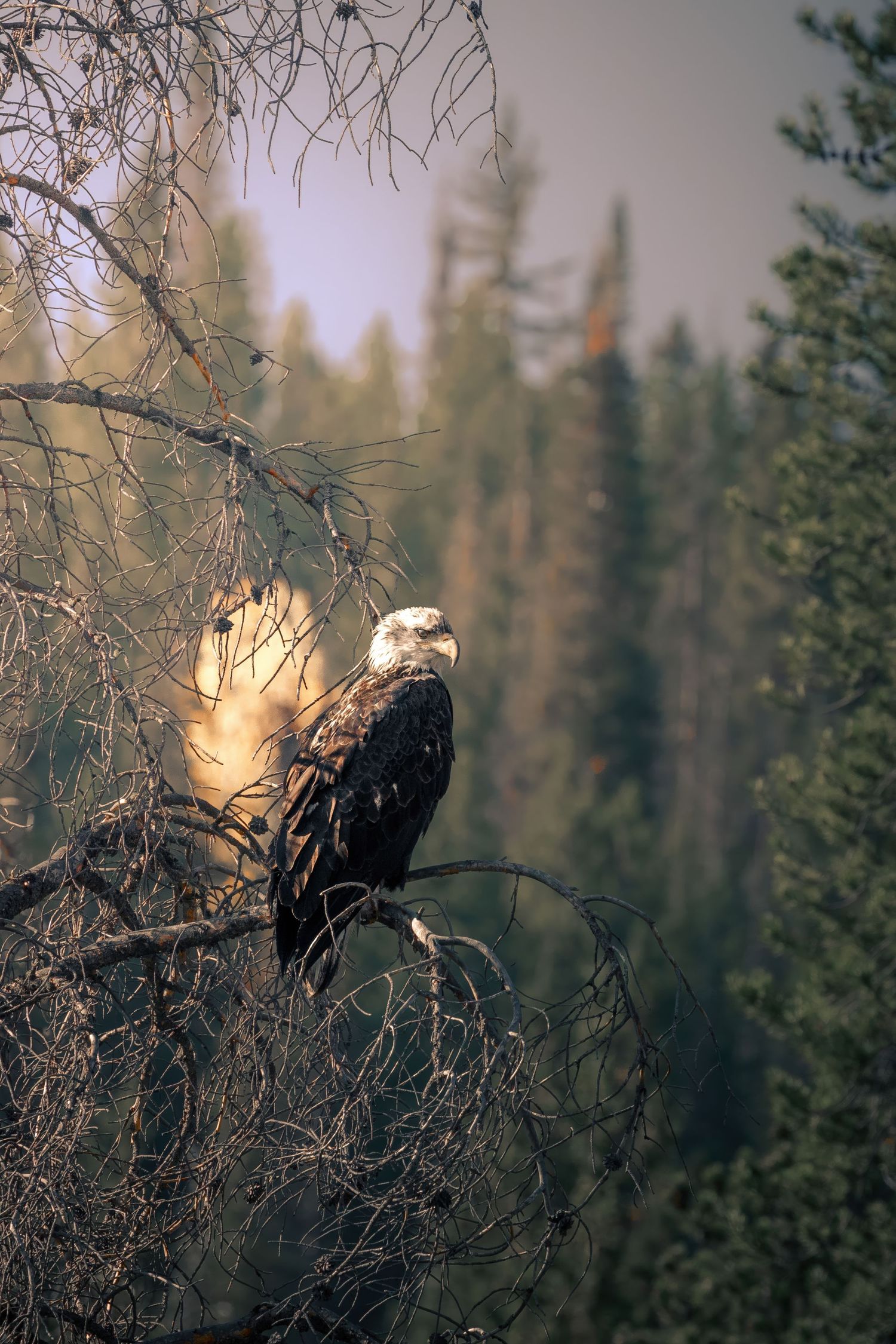 Bald eagle perched majestically on a bare tree branch against a misty forest backdrop at sunset.