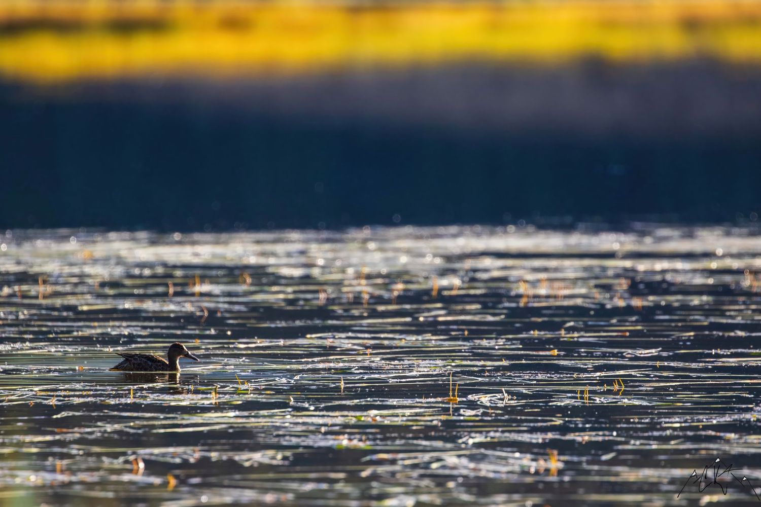 Moose wading through icy waters in winter landscape.