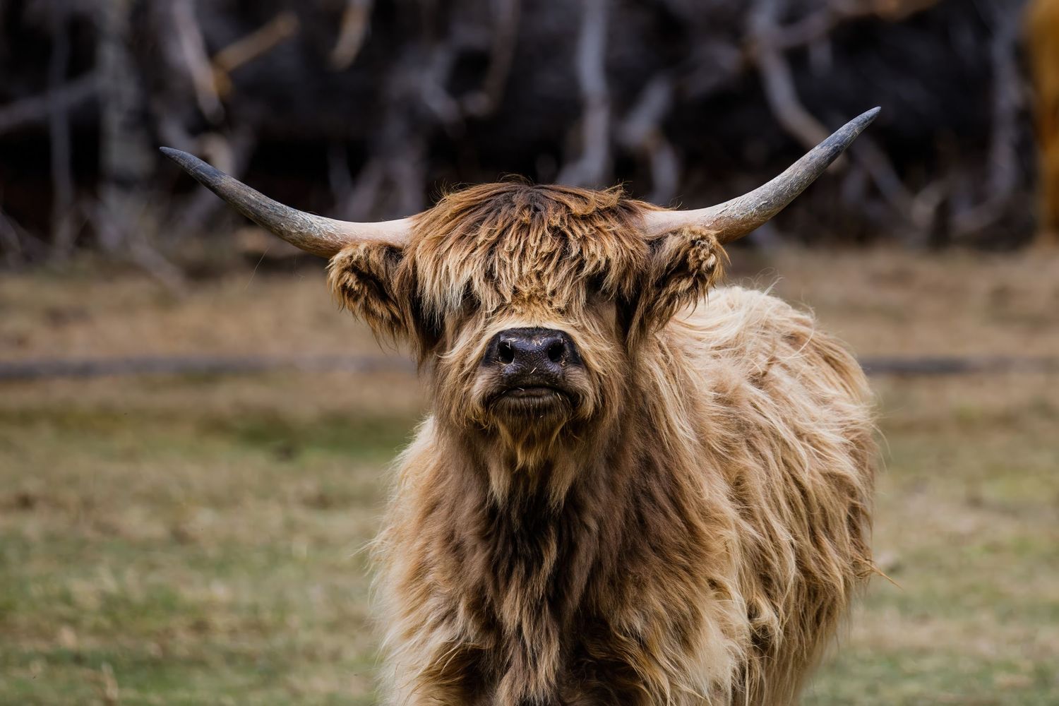 Highland cattle with long horns grazing in a rural field.