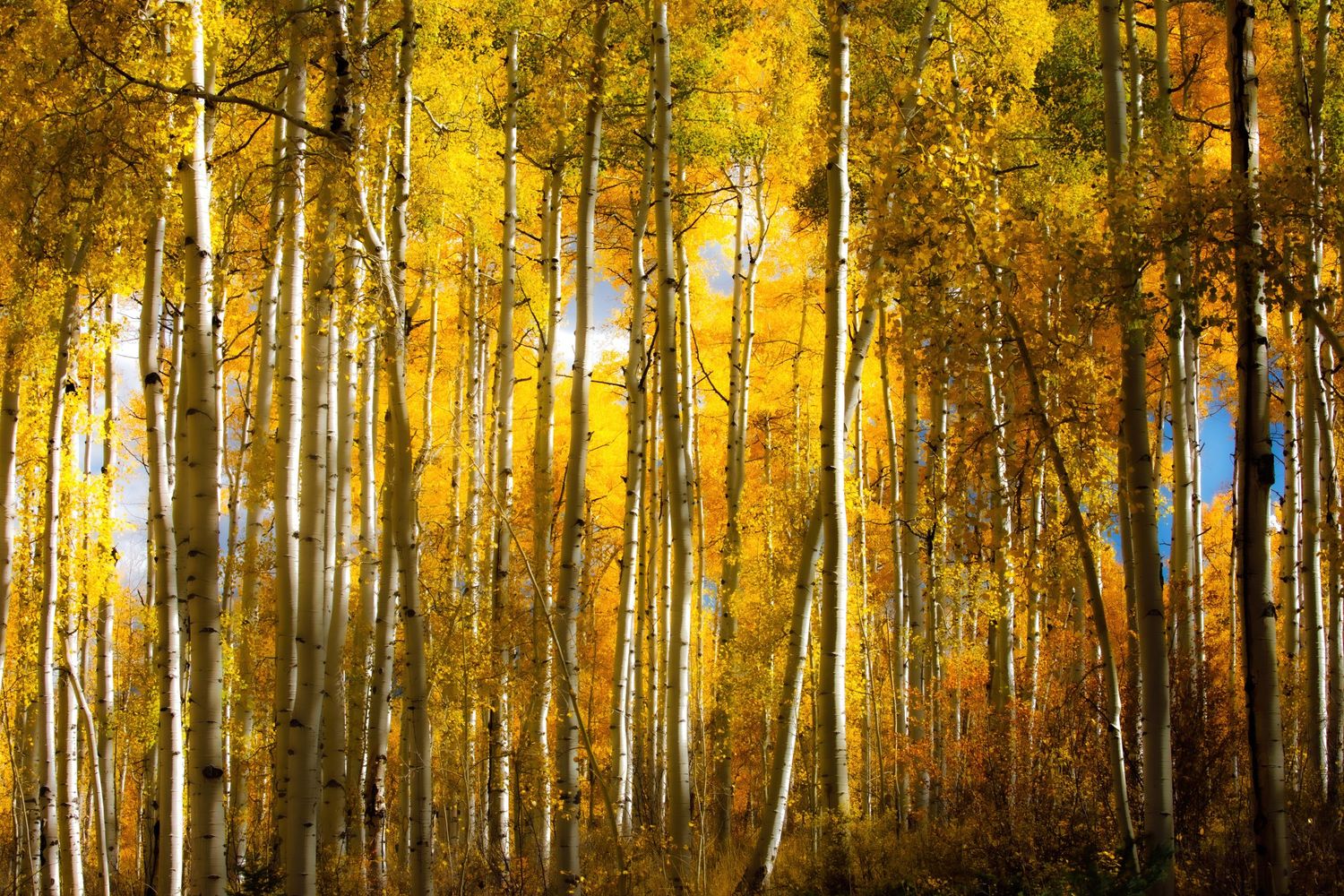 Sunlit aspen forest creates a golden canopy during peak fall color season.