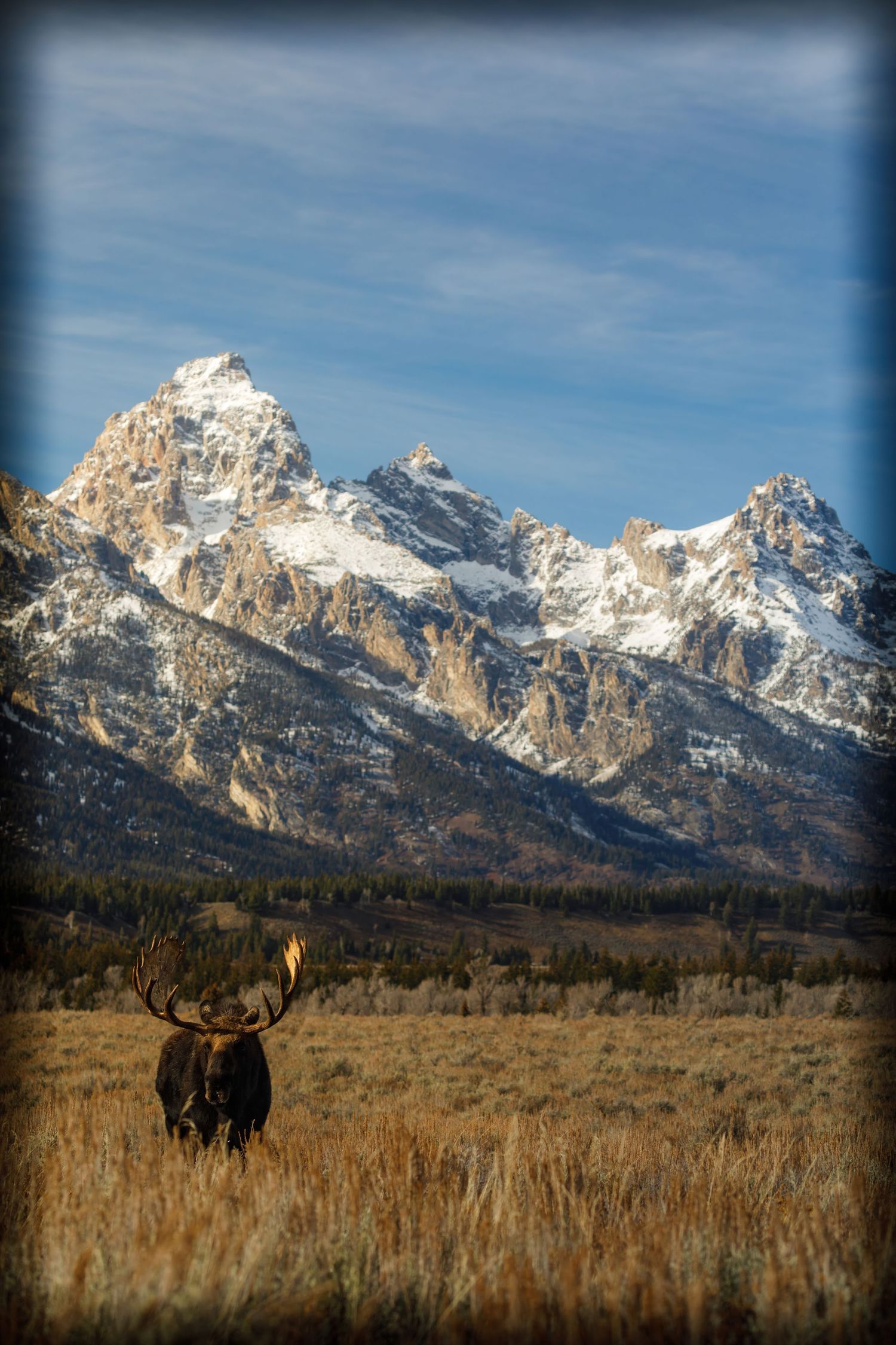 Snow-capped Teton mountain range with moose grazing in sage brush meadow.