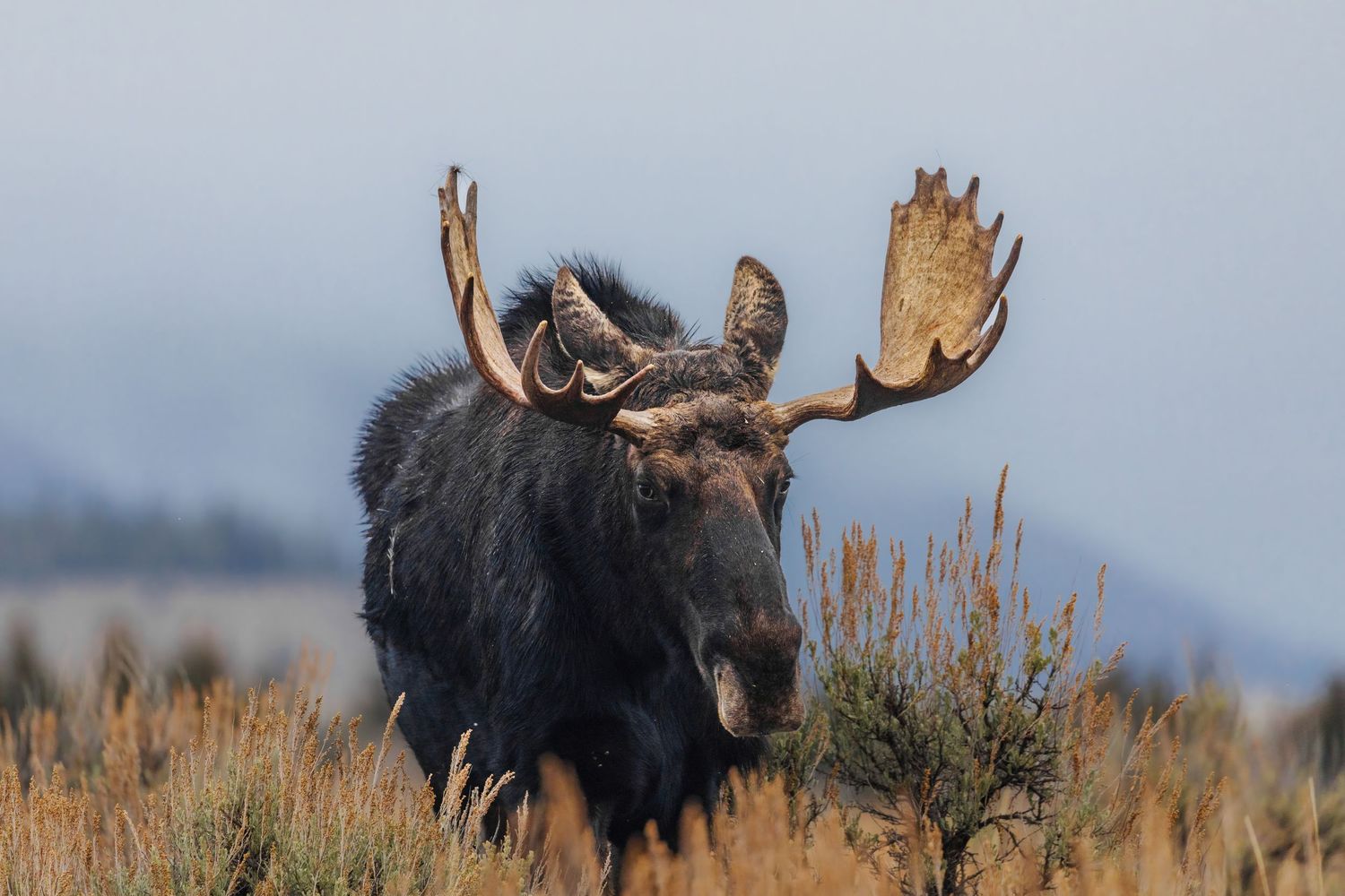 Several bull moose gathered in sagebrush field with mountains visible in distance.