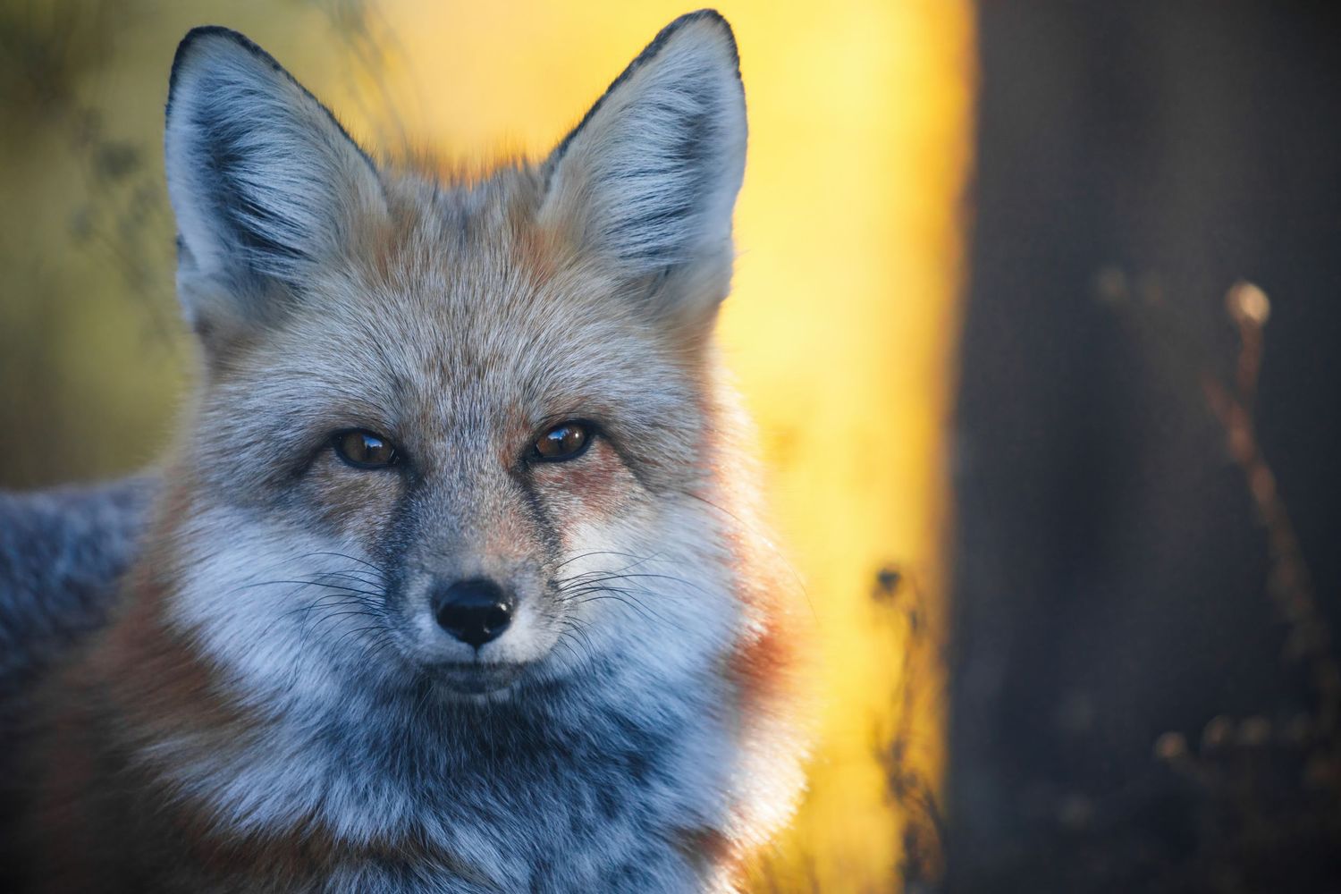 Close-up of a red fox's face with piercing eyes against a warm golden backdrop.