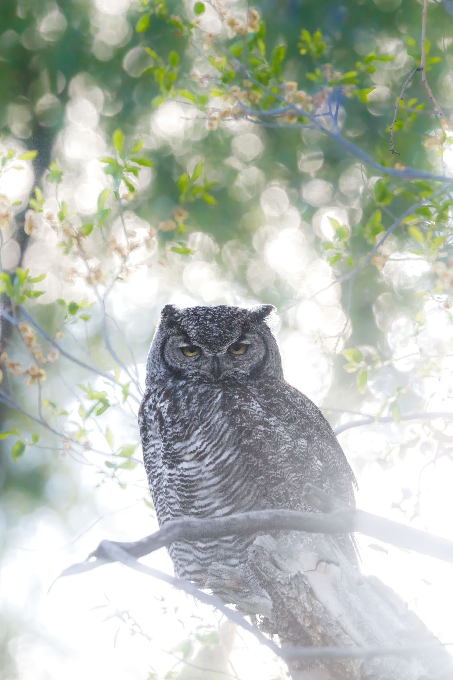Great horned owl perched in tree with bokeh background effect.