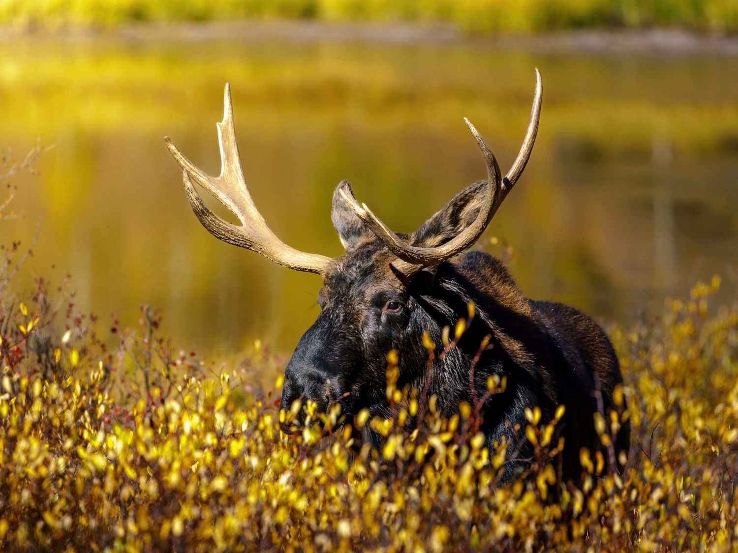 Large moose antlers visible above tall yellow grass during golden hour.