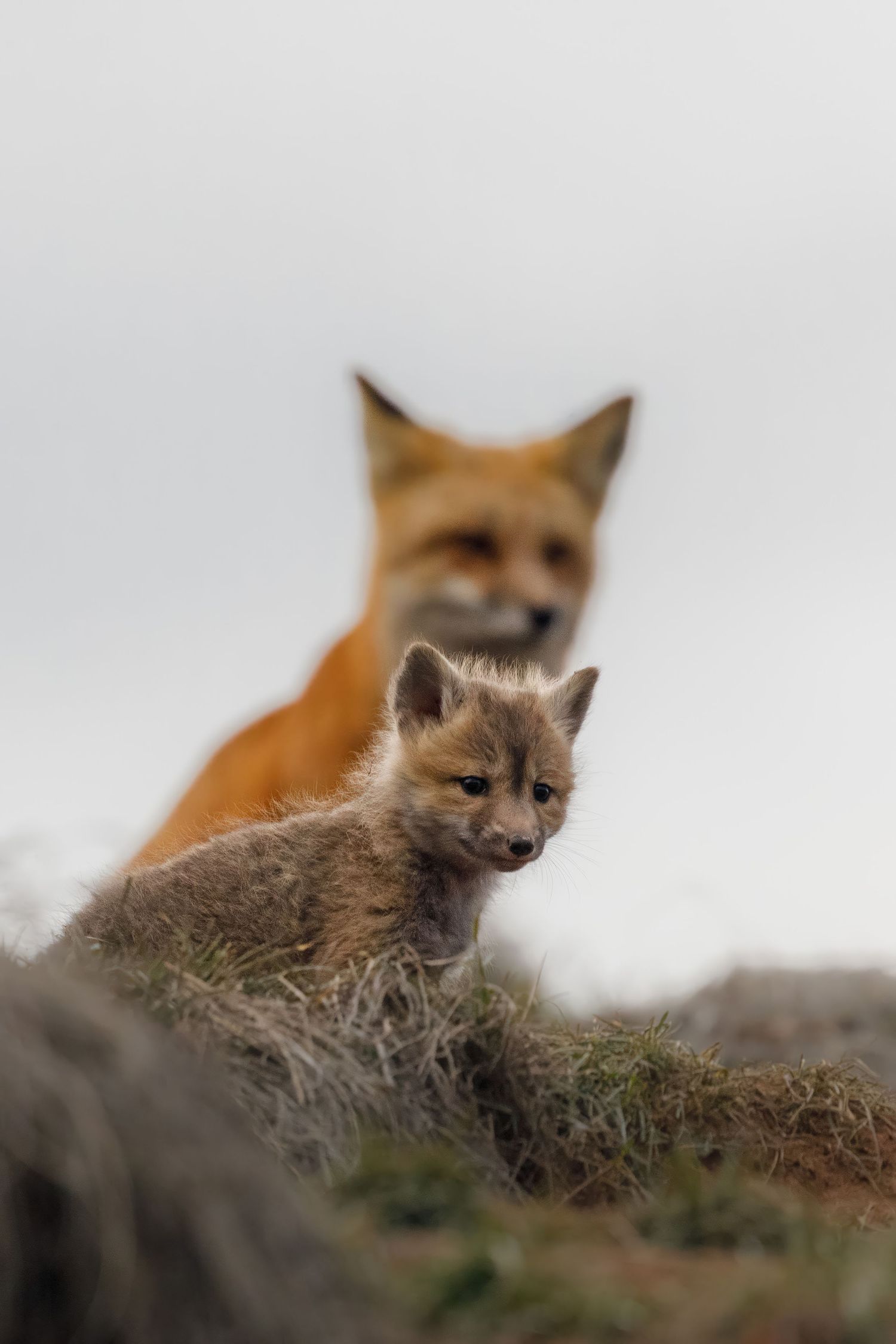 Red fox and young kit peering over a grassy ridge.