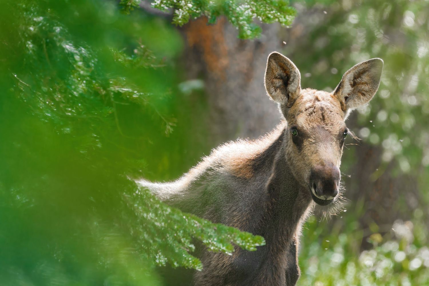 Close-up view of a moose's head and ears among green foliage.